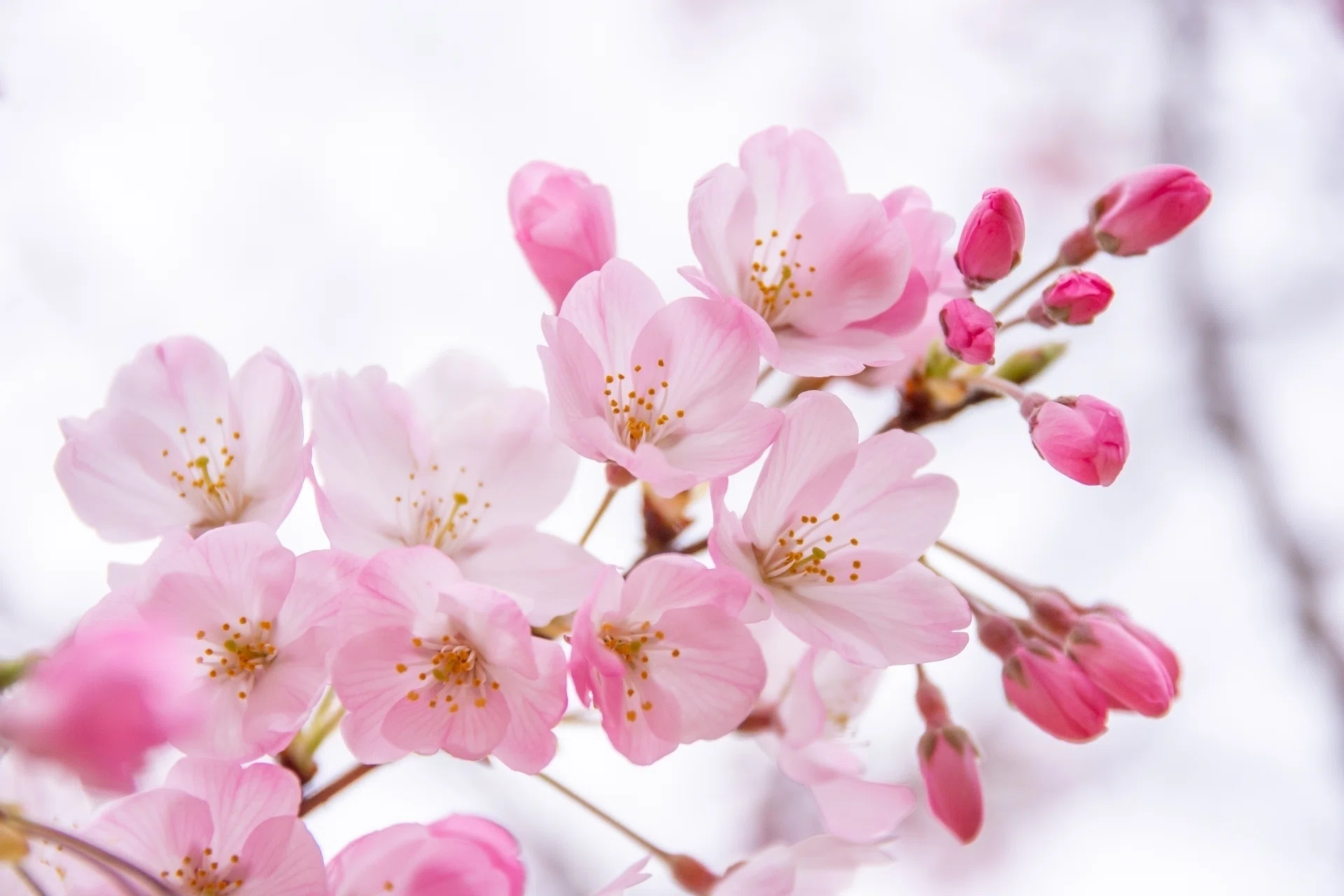 ひと足先に春を告げる桜｜ichirin