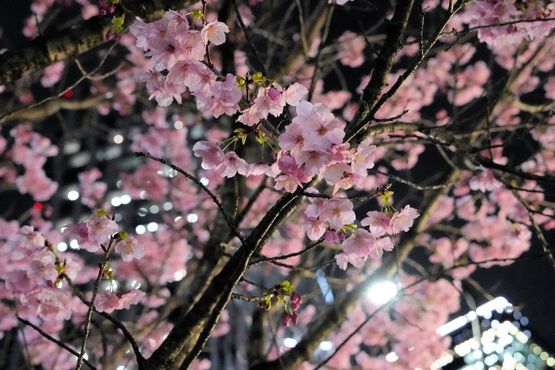 陽光桜が満開である｜sailin' shoes