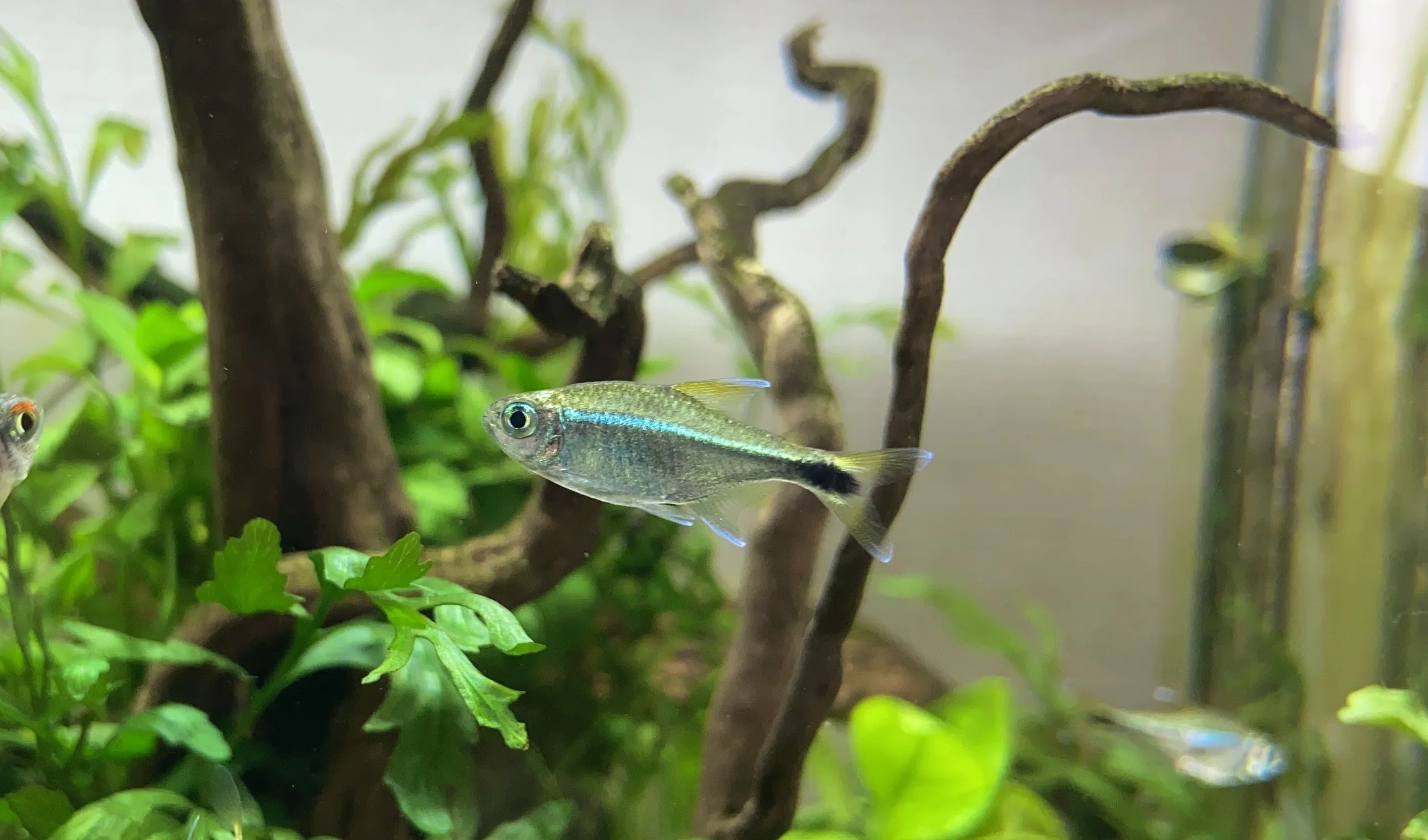 アクアリウム】色が揚がった熱帯魚たち｜たけのこ@サイドFIRE準備中