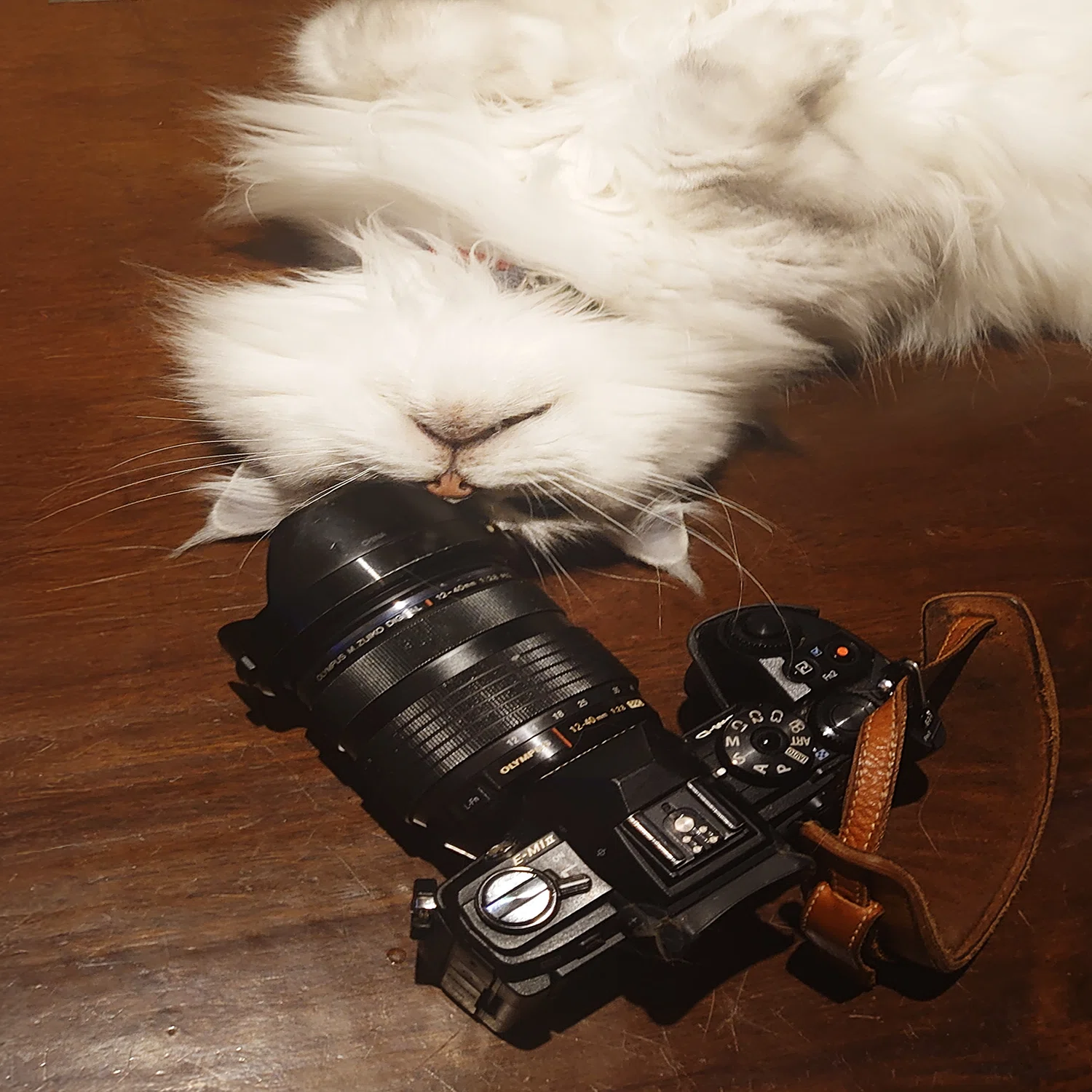 猫の白目を、私は写真で知った｜OM SYSTEM