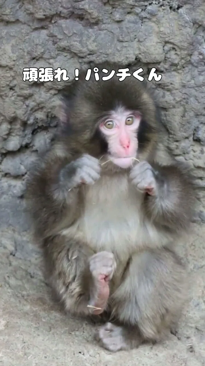 🐒パンチくん♥️応援ソング🏁｜SOUND CREATOR：PLANET