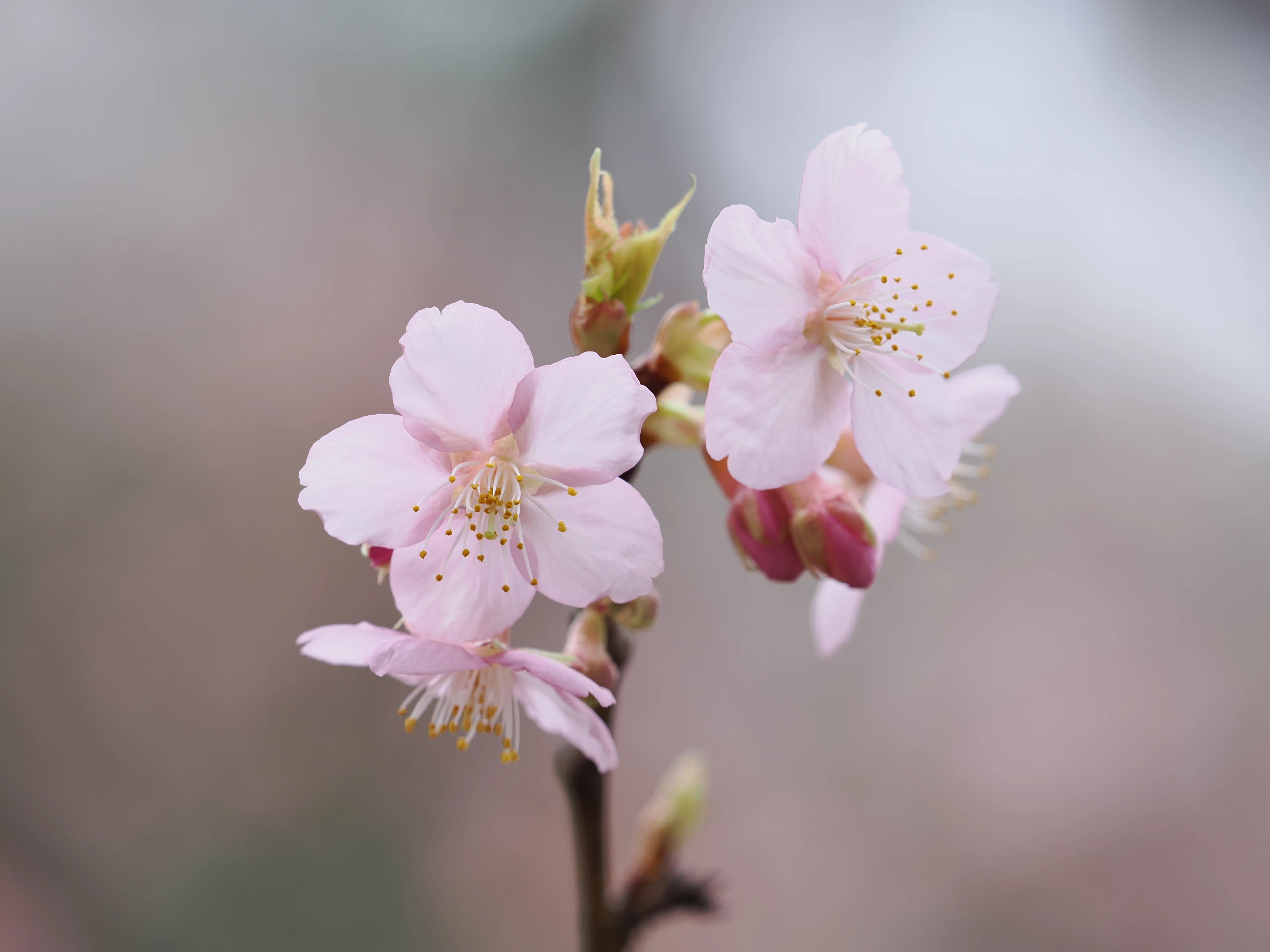 小さな世界をのぞいてみよう！ #12 春の代名詞「桜」を撮る！｜OM SYSTEM