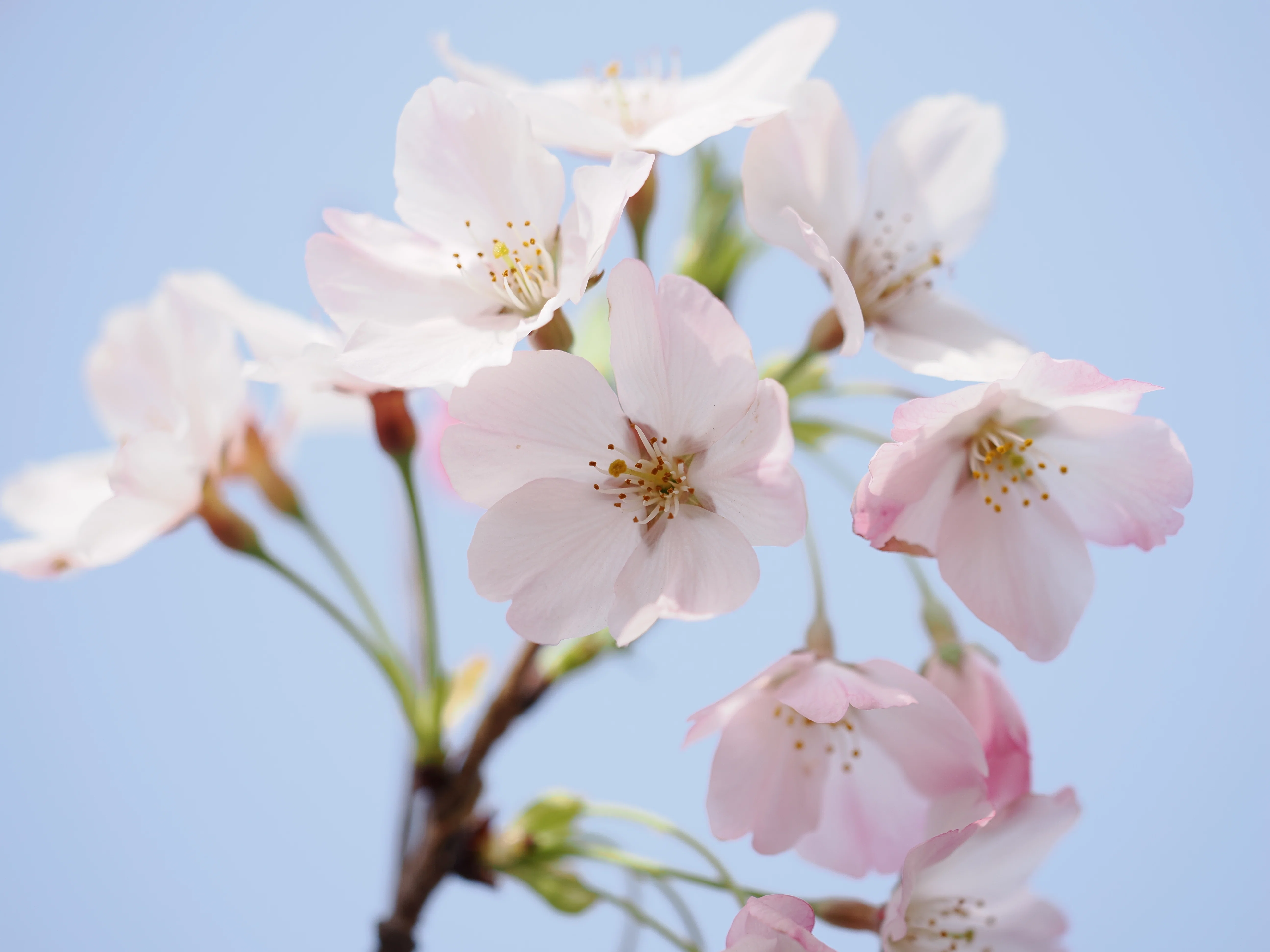 小さな世界をのぞいてみよう！ #12 春の代名詞「桜」を撮る！｜OM SYSTEM