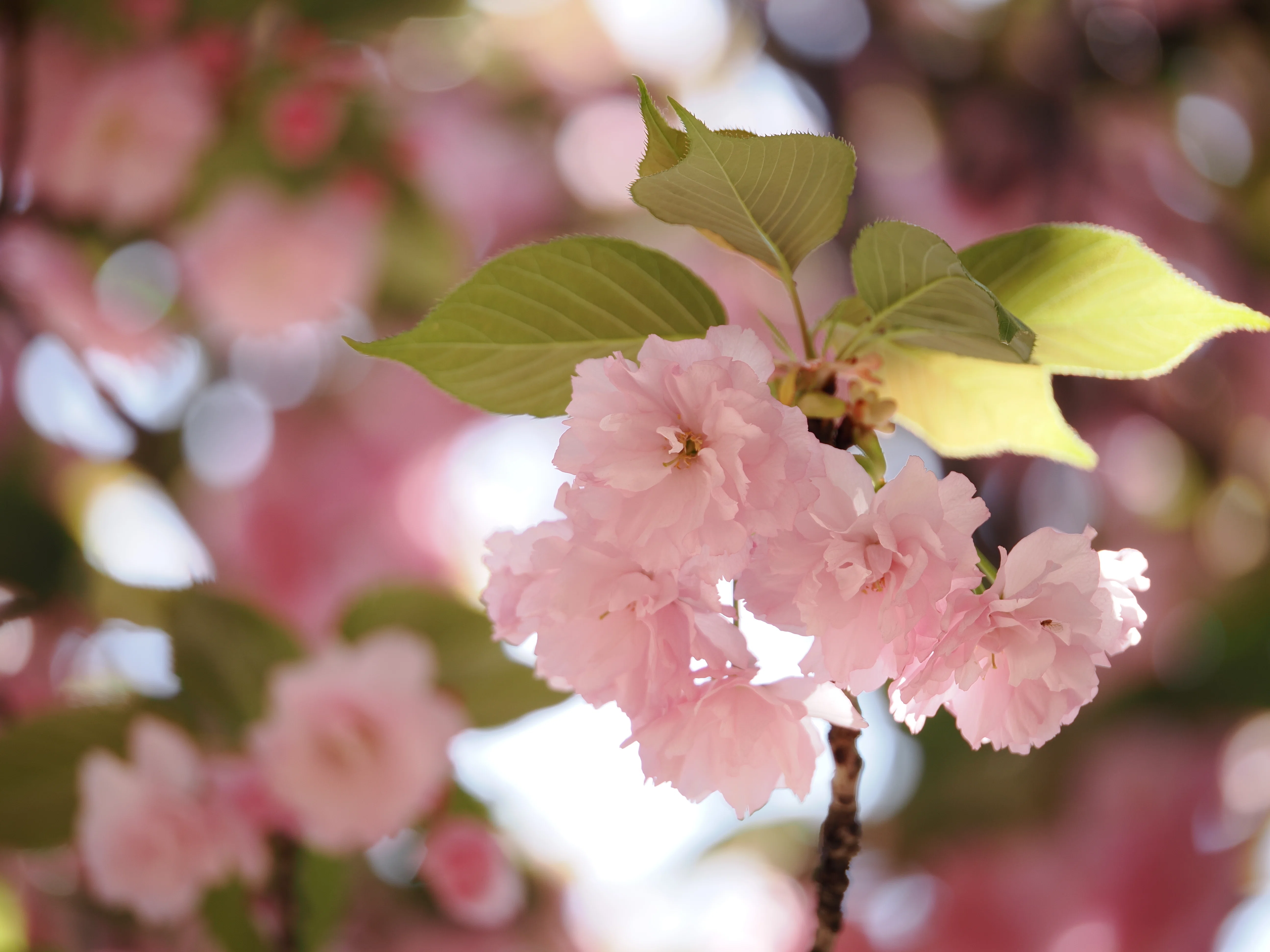 小さな世界をのぞいてみよう！ #12 春の代名詞「桜」を撮る！｜OM SYSTEM