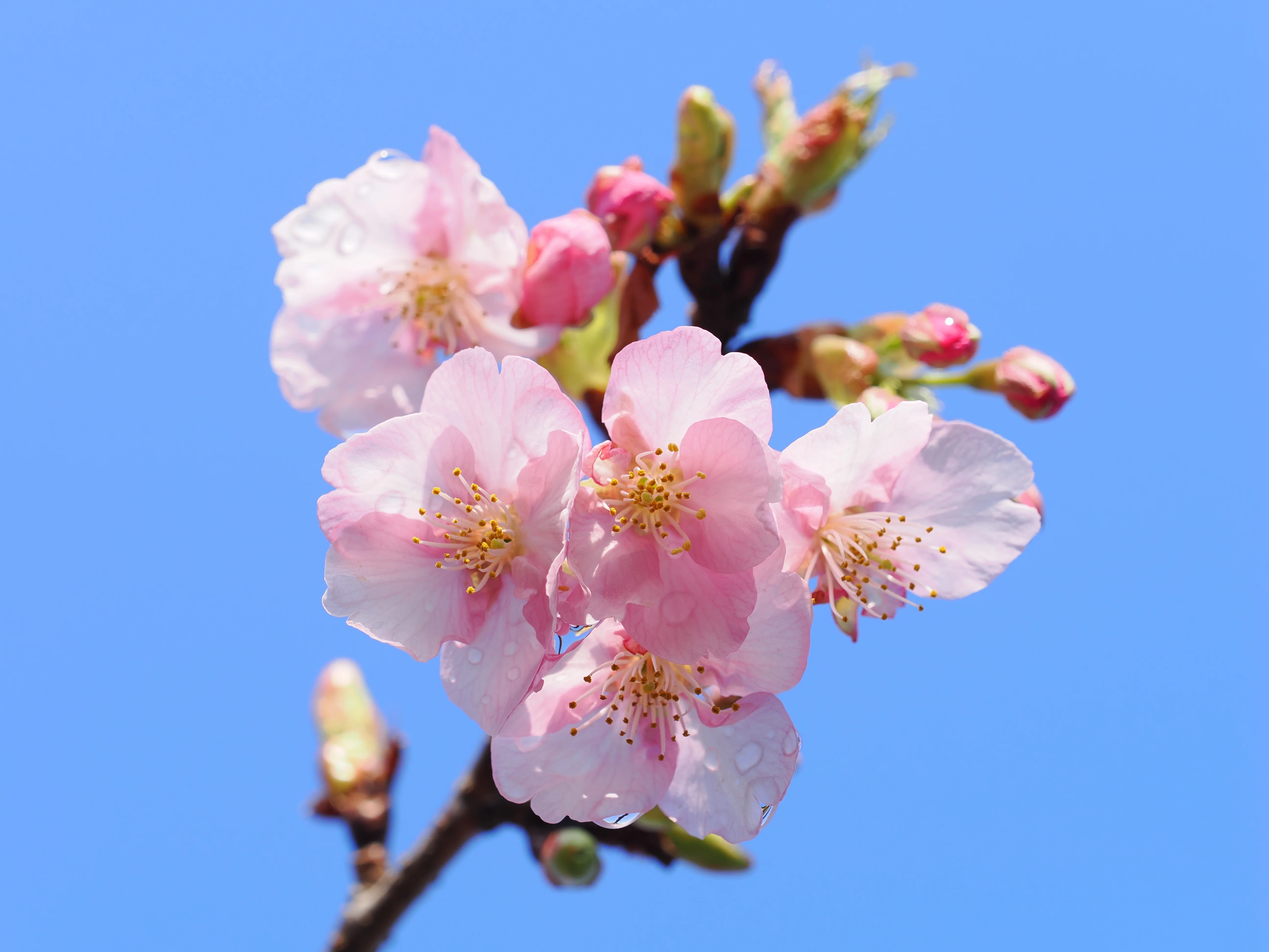 小さな世界をのぞいてみよう！ #12 春の代名詞「桜」を撮る！｜OM SYSTEM