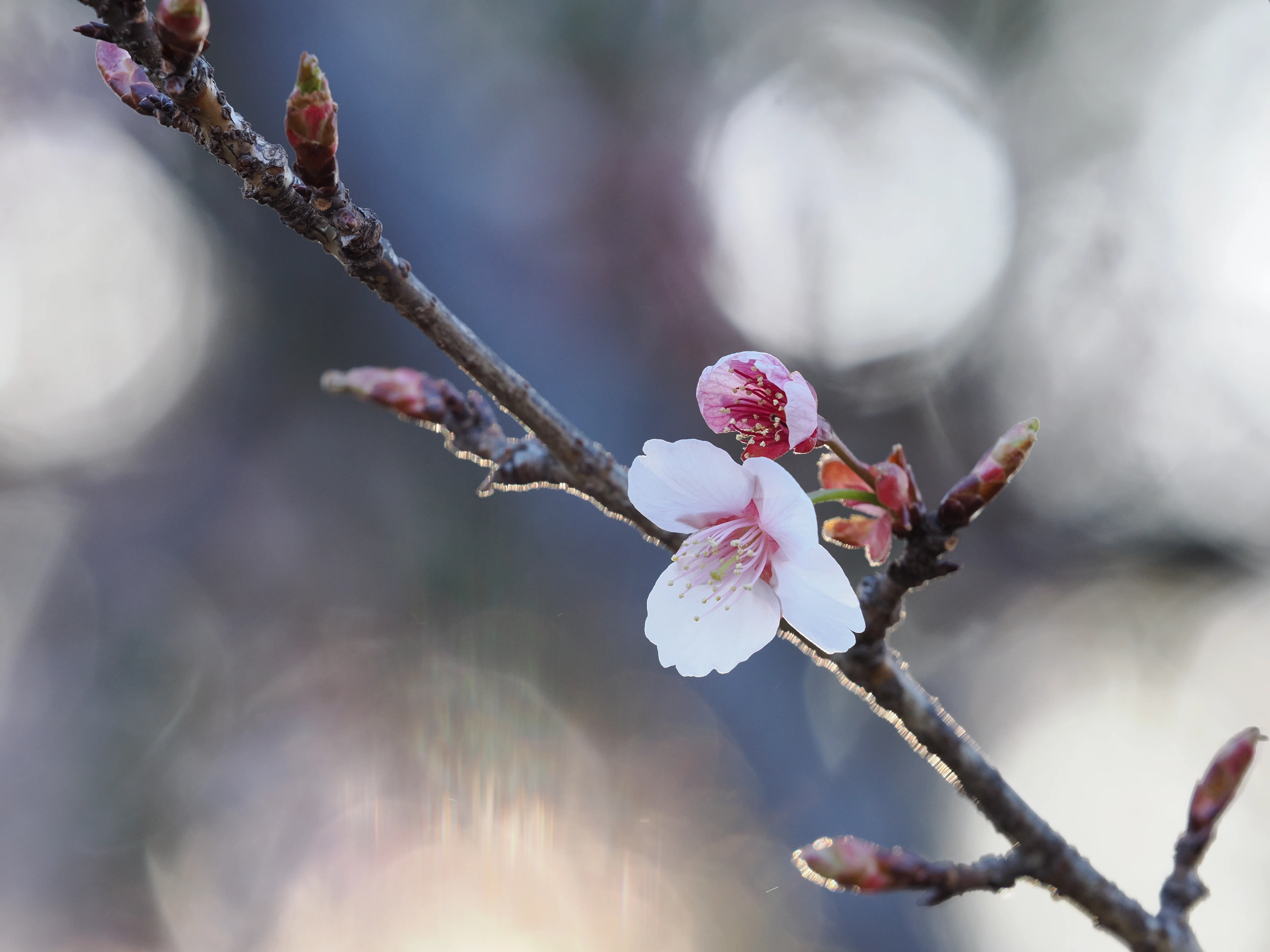 小さな世界をのぞいてみよう！ #12 春の代名詞「桜」を撮る！｜OM SYSTEM