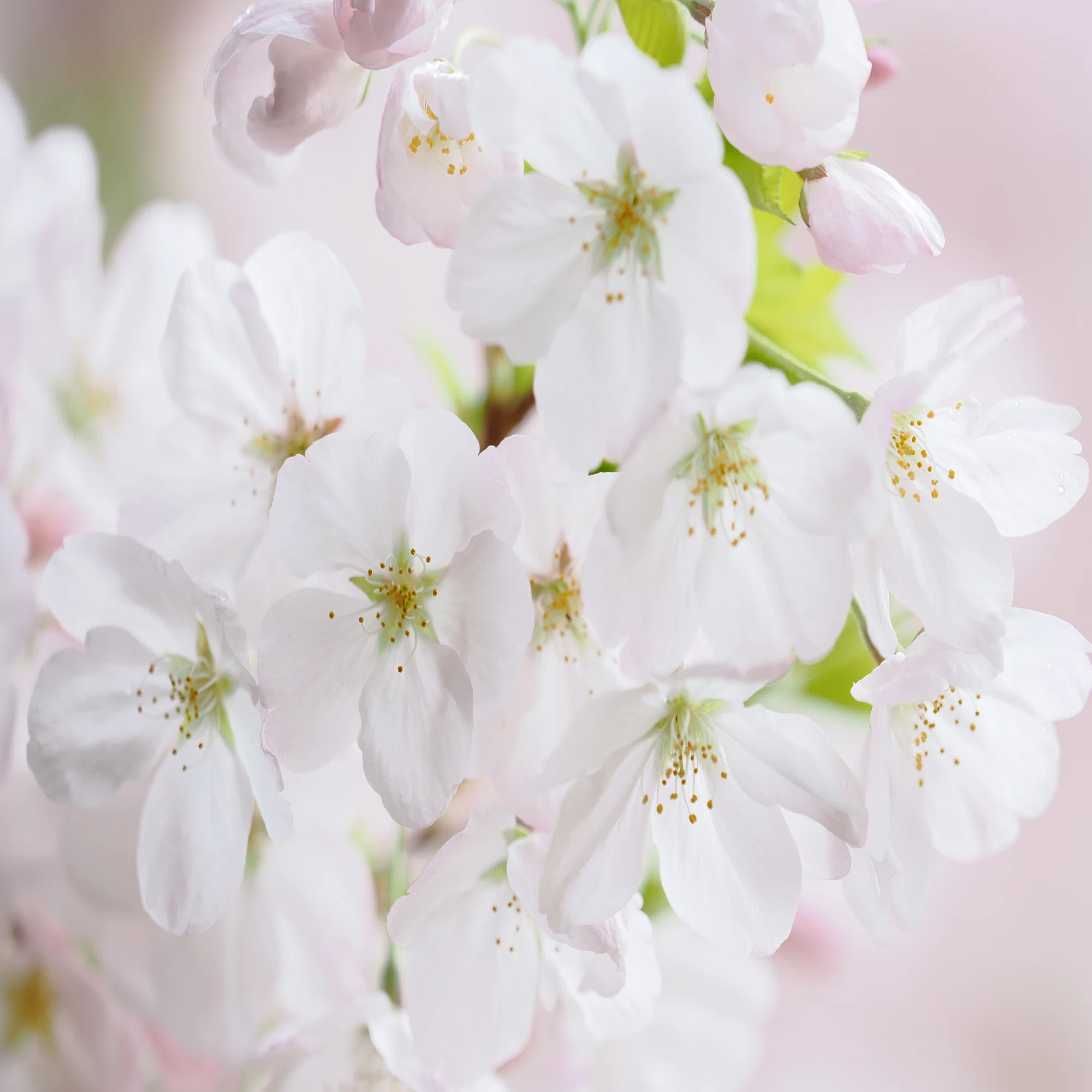 小さな世界をのぞいてみよう！ #12 春の代名詞「桜」を撮る！｜OM SYSTEM
