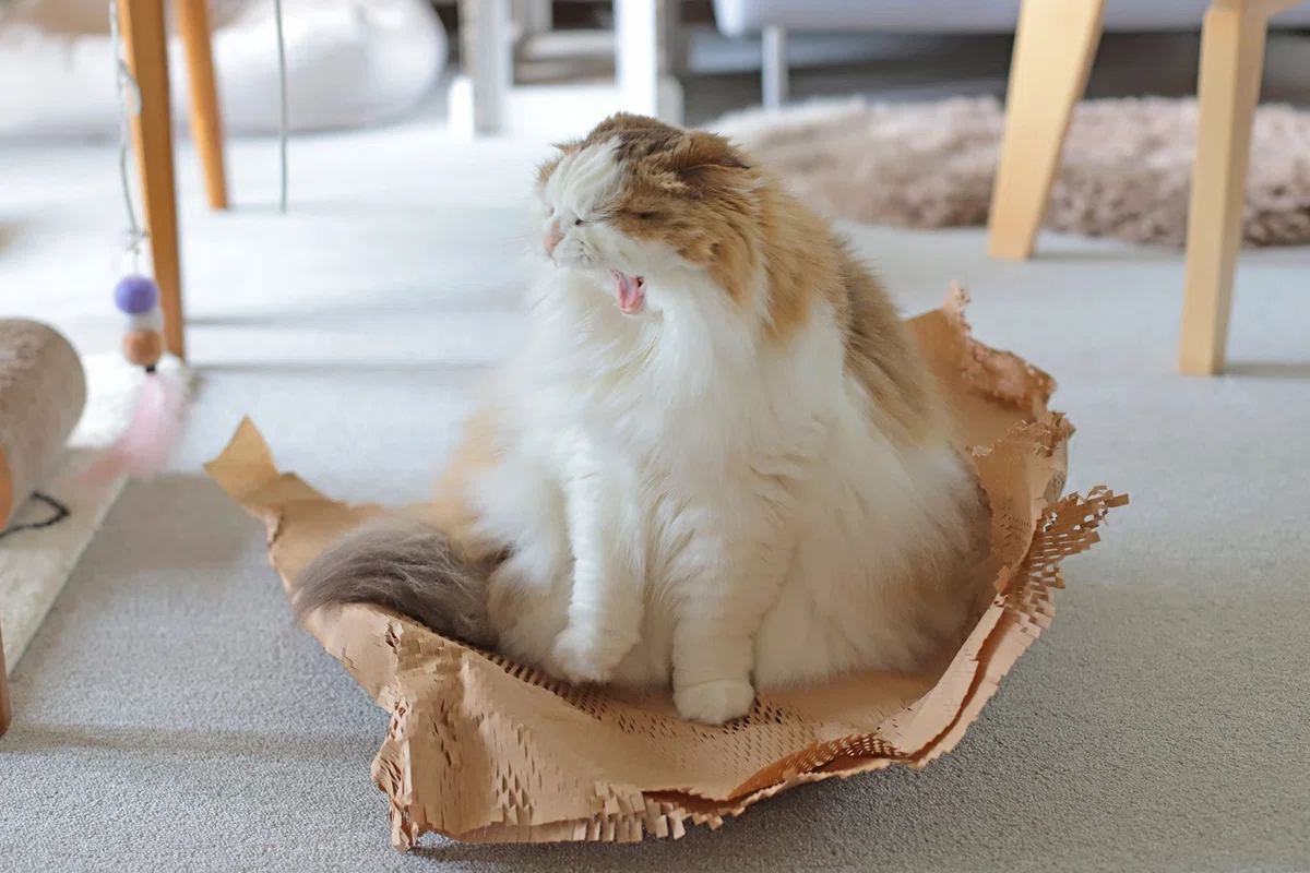 猫との暮らし