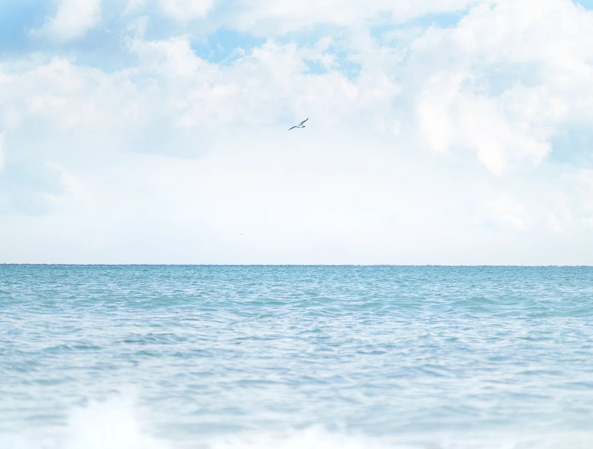 海鳥が爽やかな夏のような空に漂っている