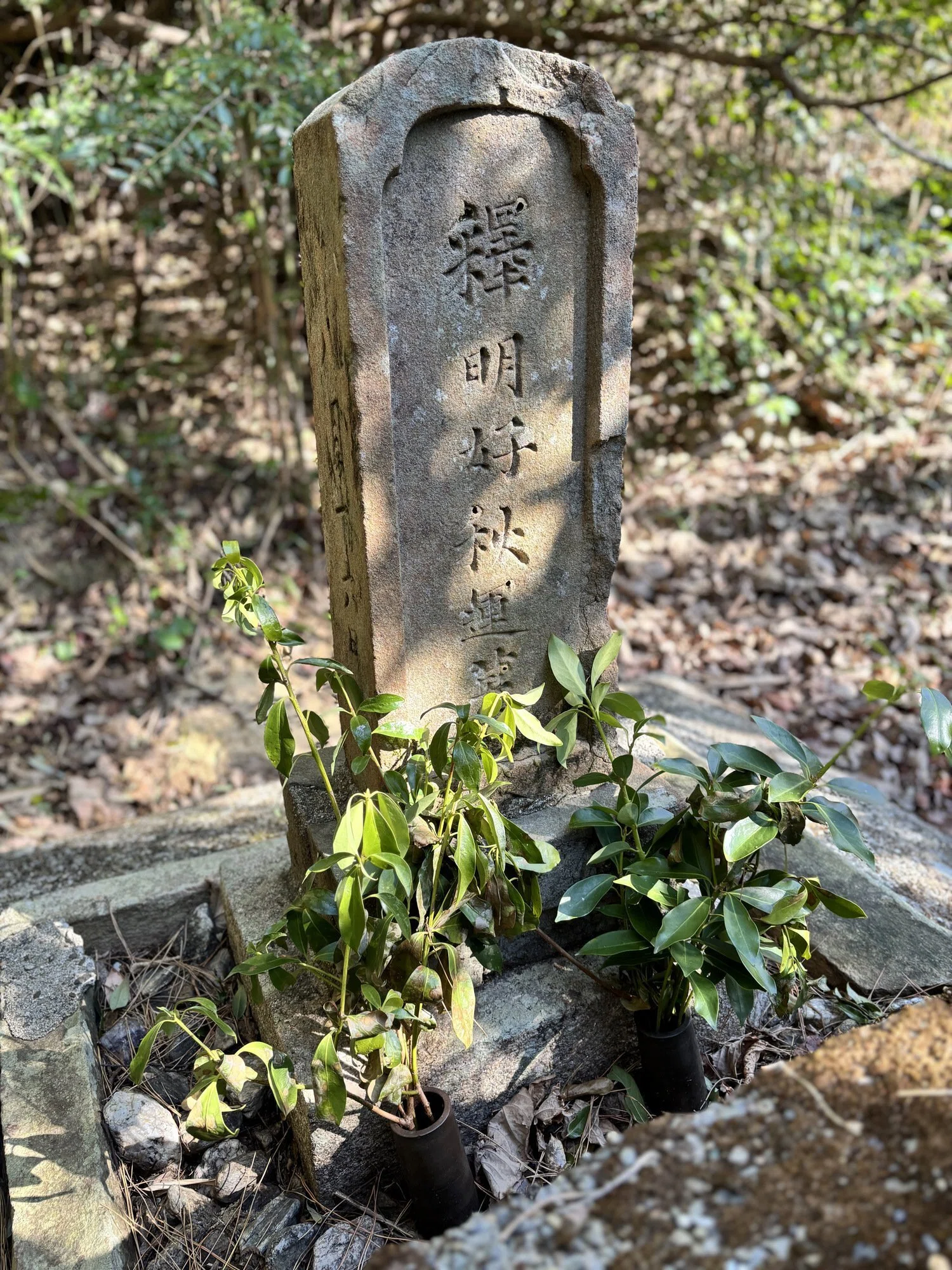 松前町と伊予市㊦】善正寺と三秋端の意外な関係｜＃ヒキダシ