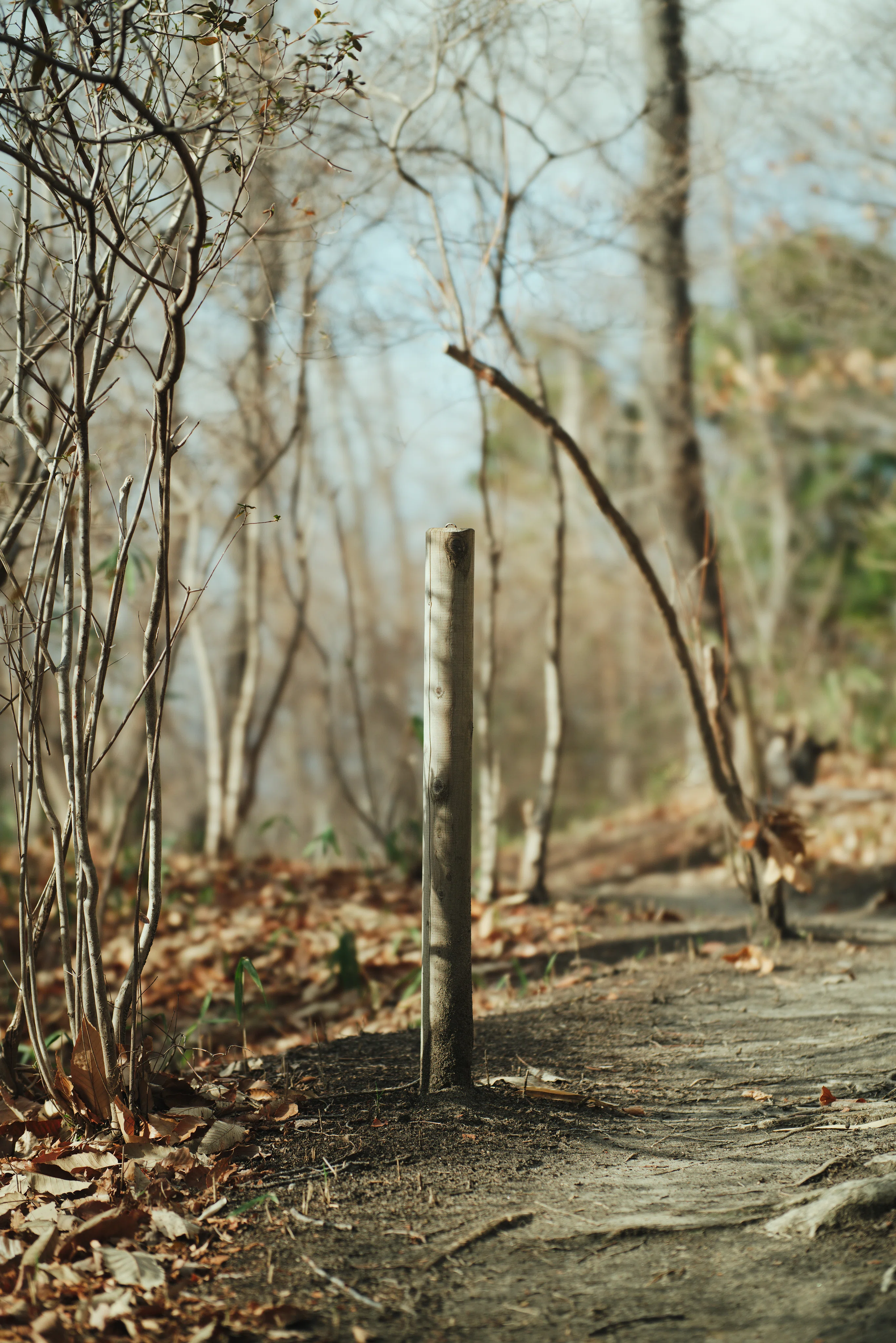 AURORA AF 85mm F1.4 FF のBBL改造｜計画計画