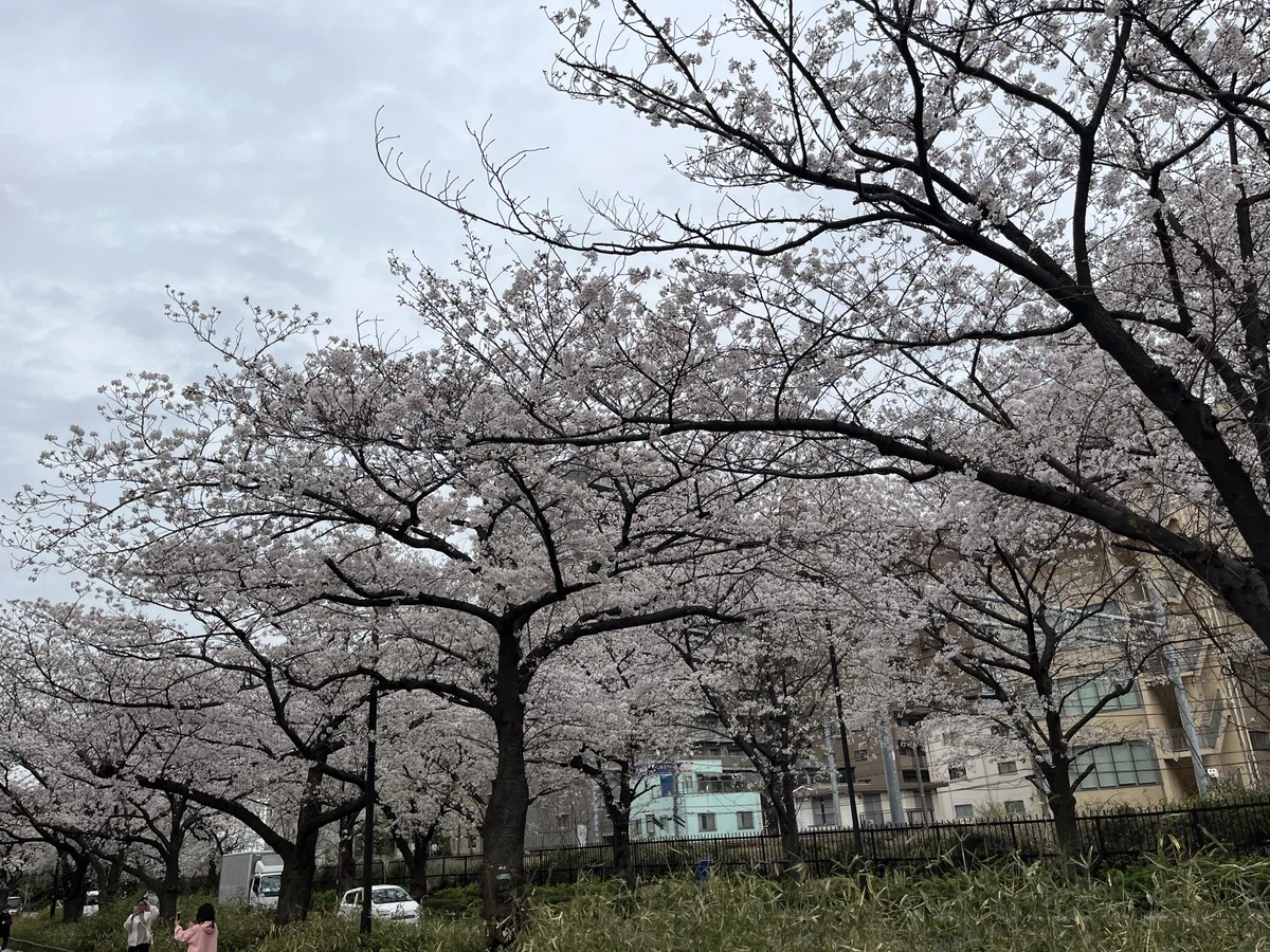 【桜前線のお花見のメンタル効果について】｜リハスワーク坂戸