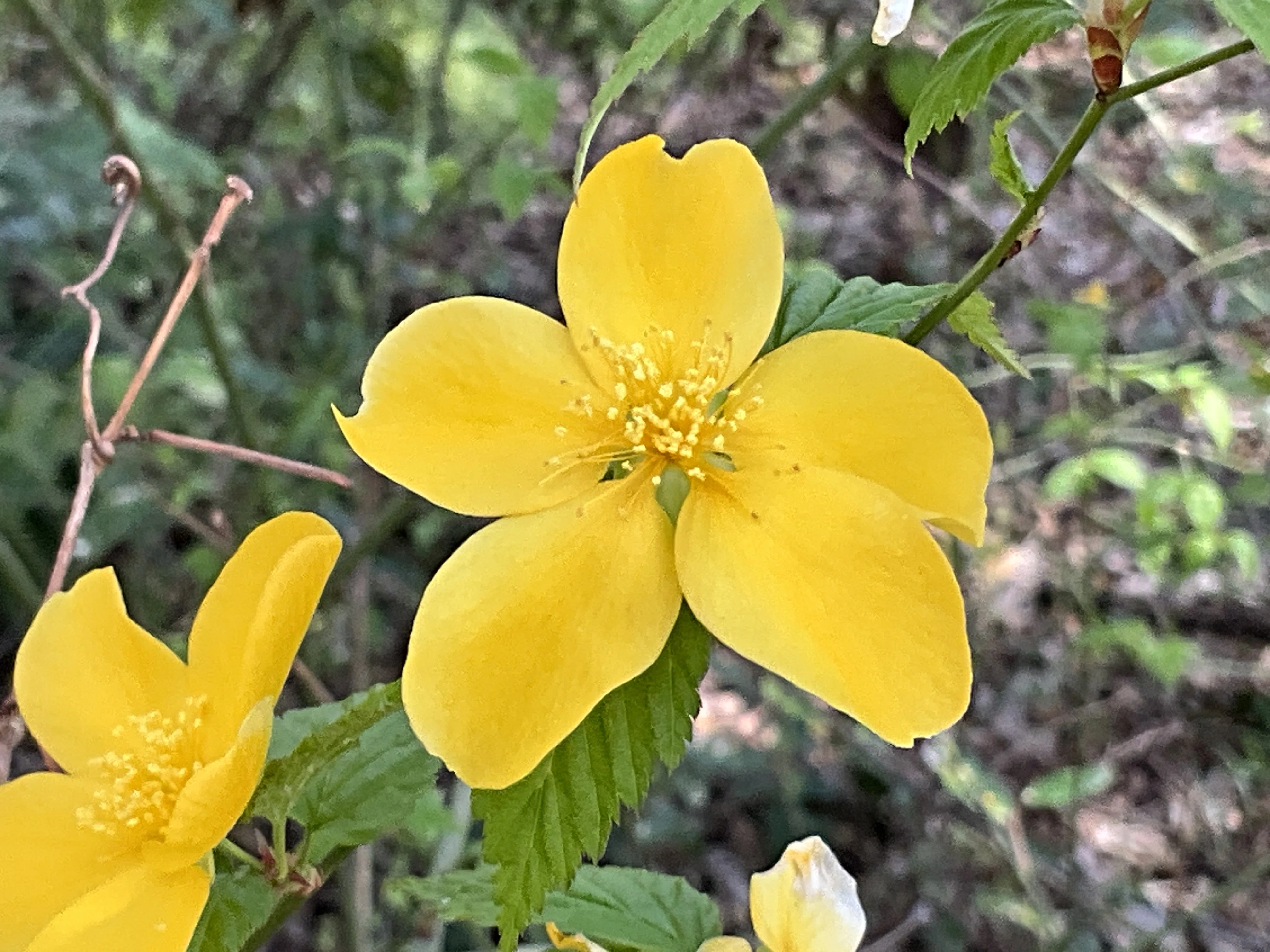 ヤマブキ（京都府立植物園）：2026年3月21日（土）｜藤井秀昭（『京都