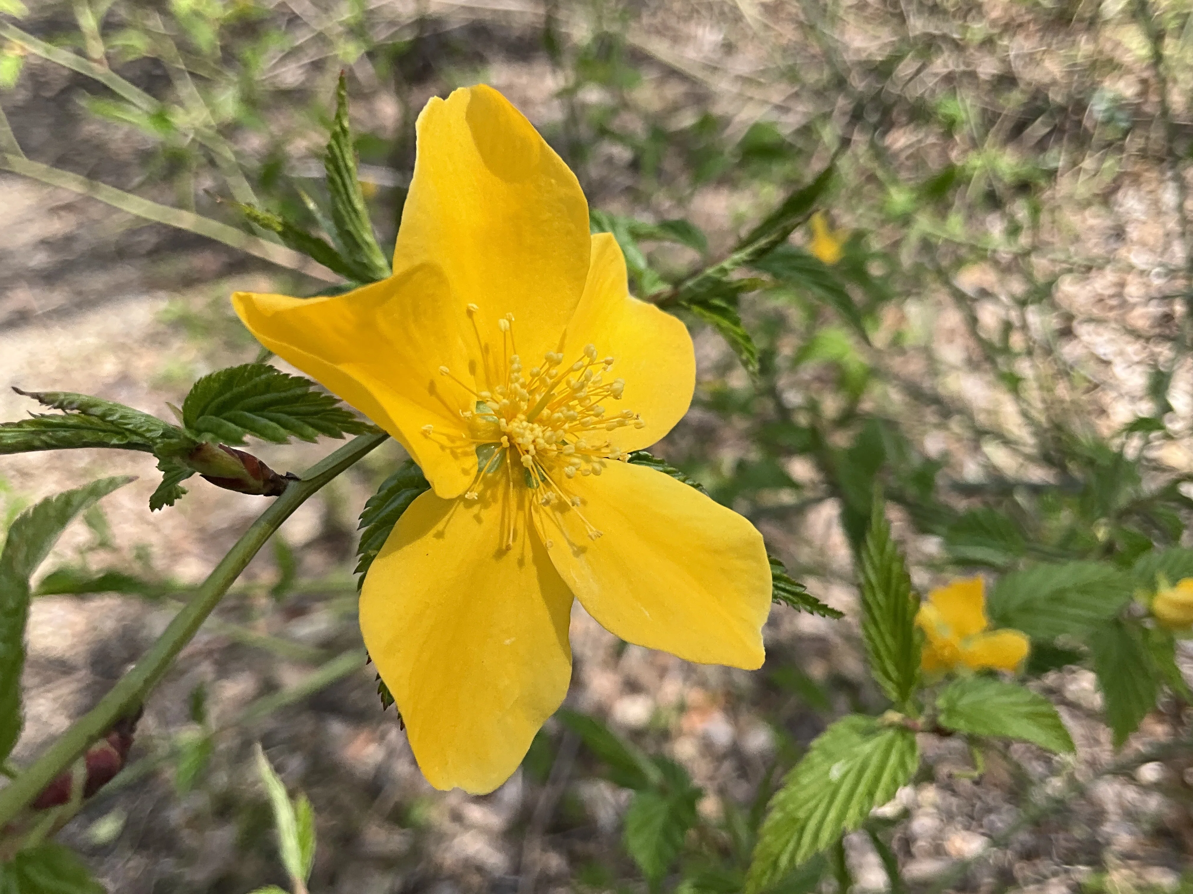 ヤマブキ（京都府立植物園）：2026年3月21日（土）｜藤井秀昭（『京都