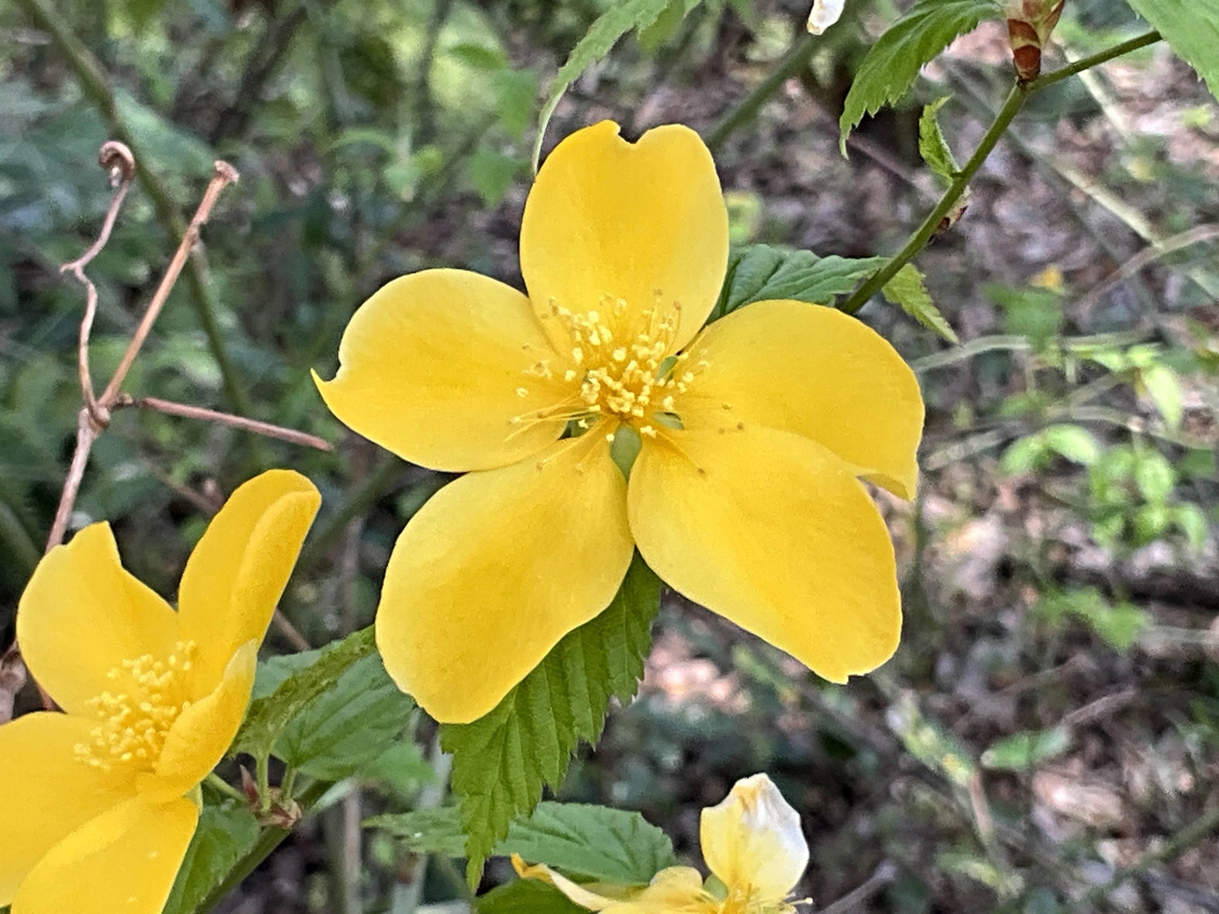 ヤマブキ（京都府立植物園）：2026年3月21日（土）｜藤井秀昭（『京都