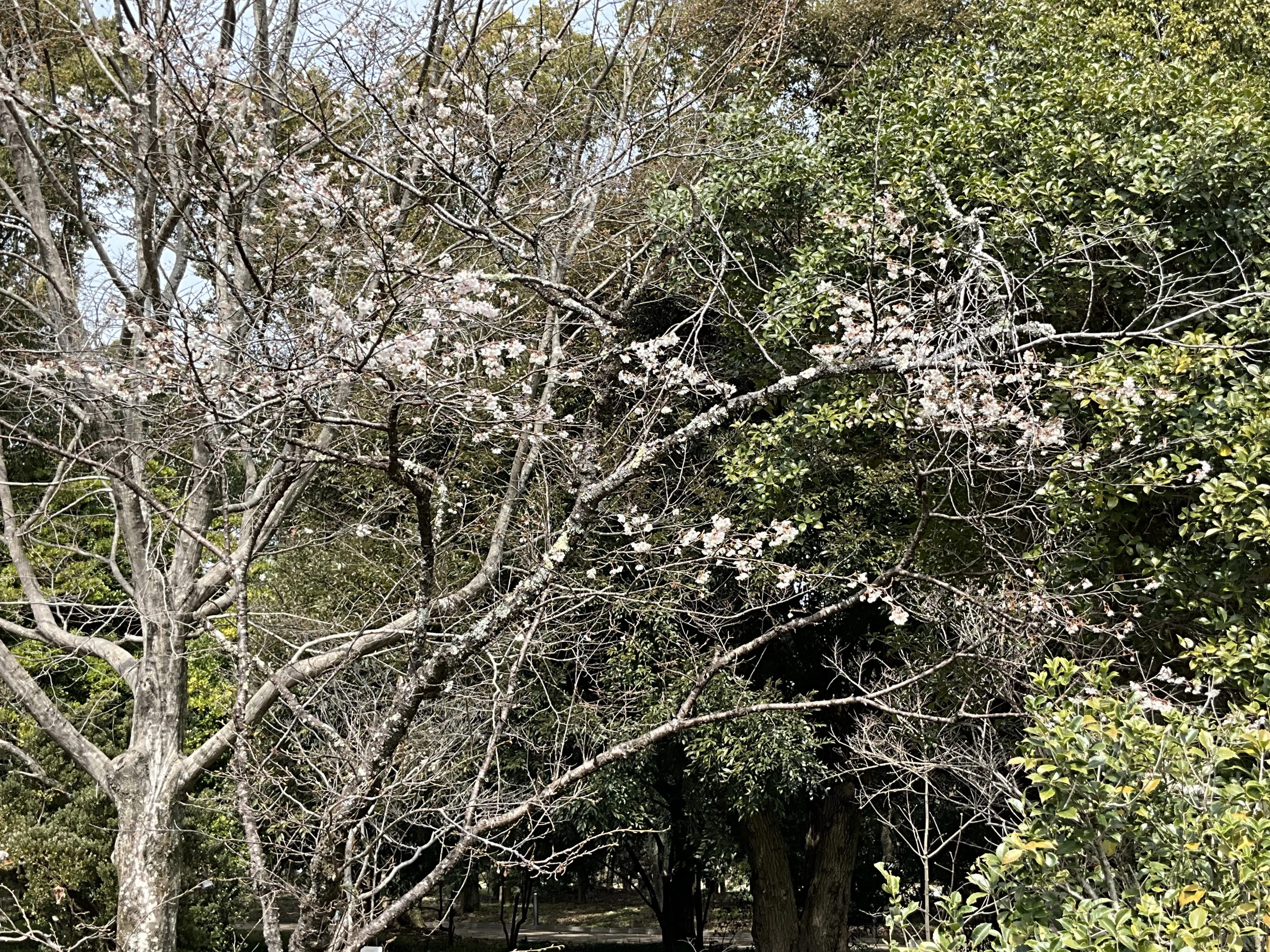 カラミザクラ（京都府立植物園）：2026年3月20日（金）｜藤井秀昭