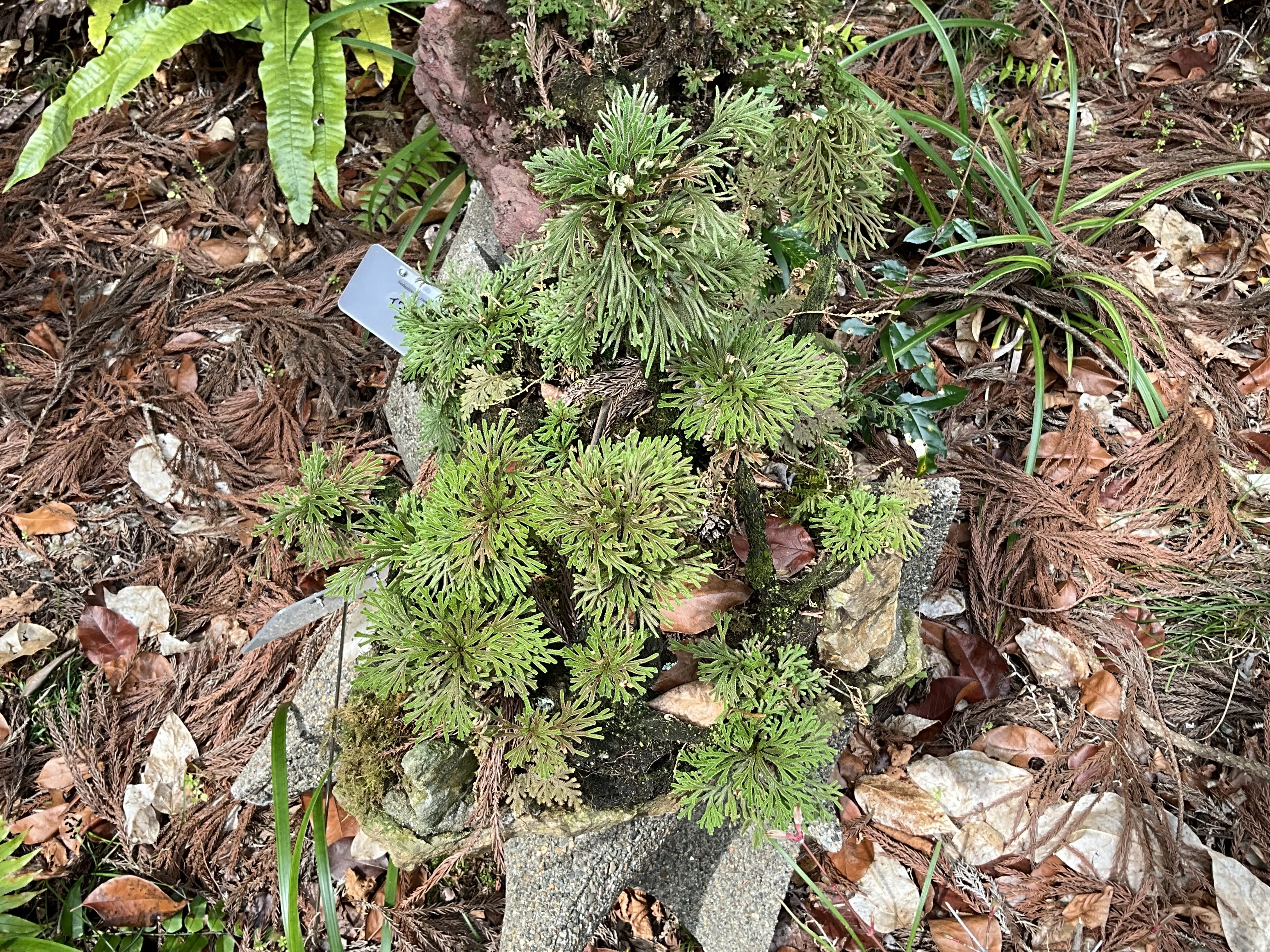 乾けば結ぶ岩上のイワヒバ（京都府立植物園）：2026年2月7日（土