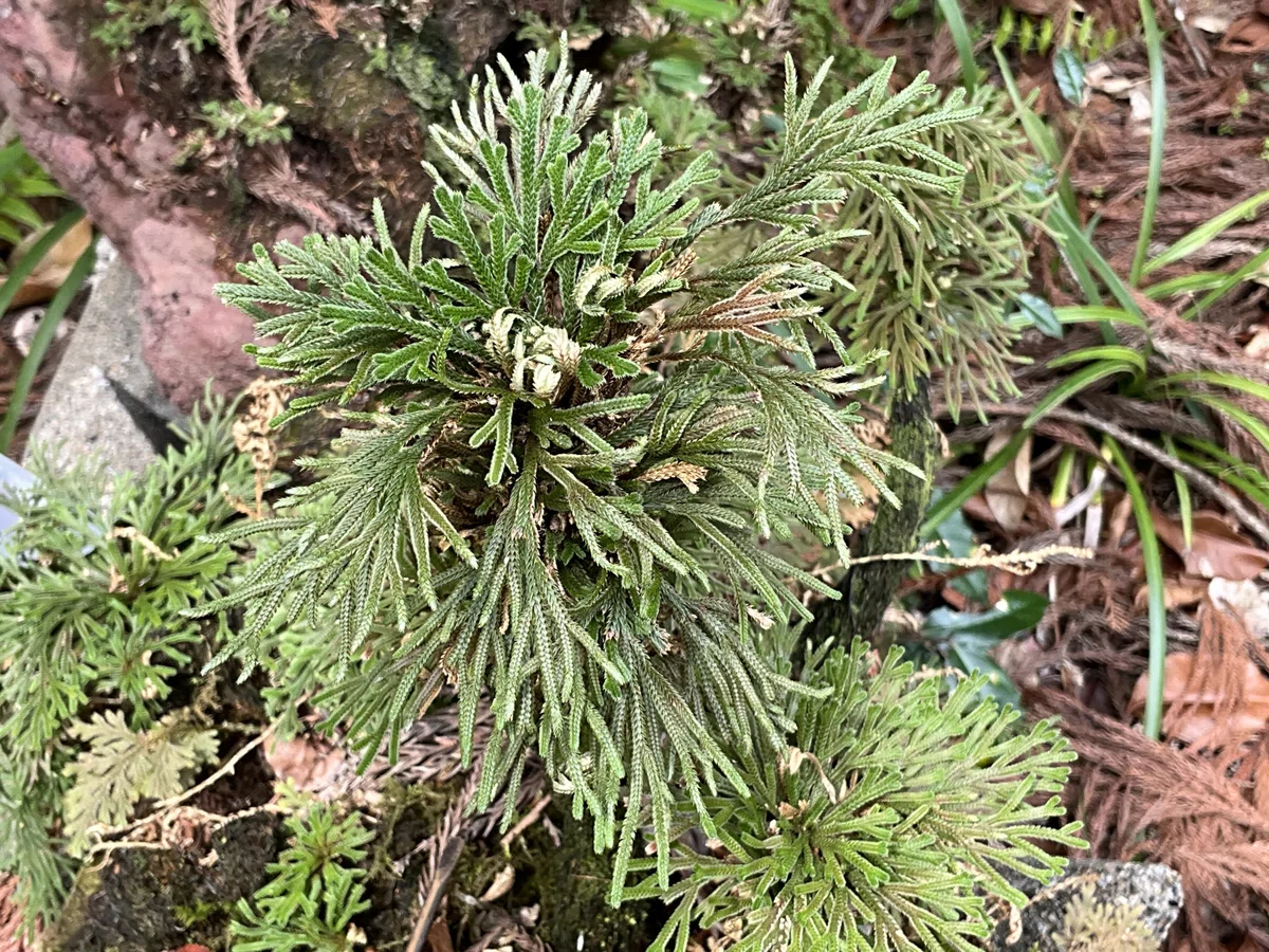 乾けば結ぶ岩上のイワヒバ（京都府立植物園）：2026年2月7日（土 