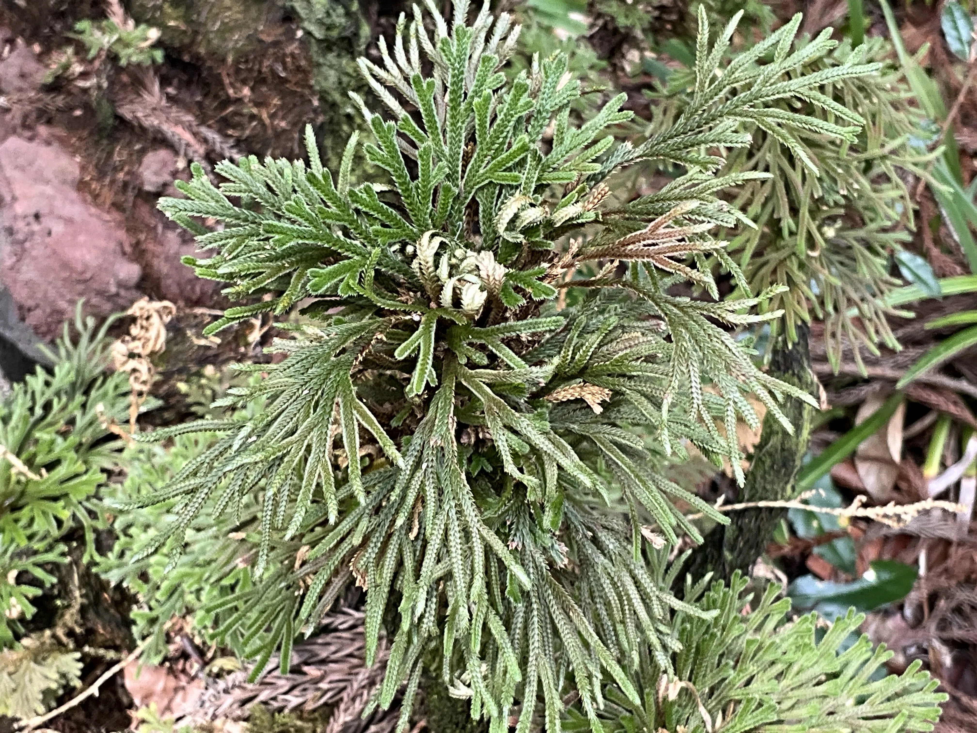 乾けば結ぶ岩上のイワヒバ（京都府立植物園）：2026年2月7日（土