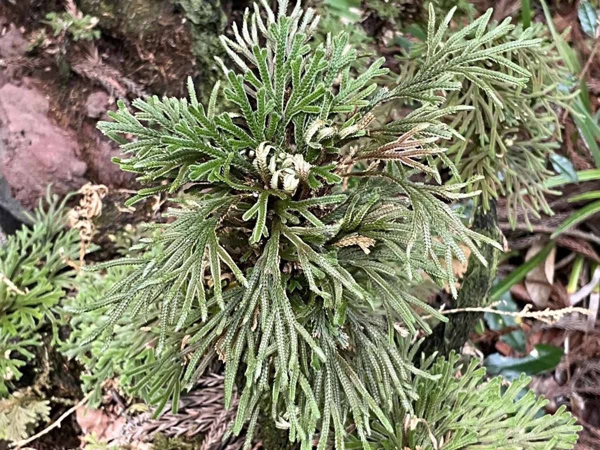 乾けば結ぶ岩上のイワヒバ（京都府立植物園）：2026年2月7日（土 