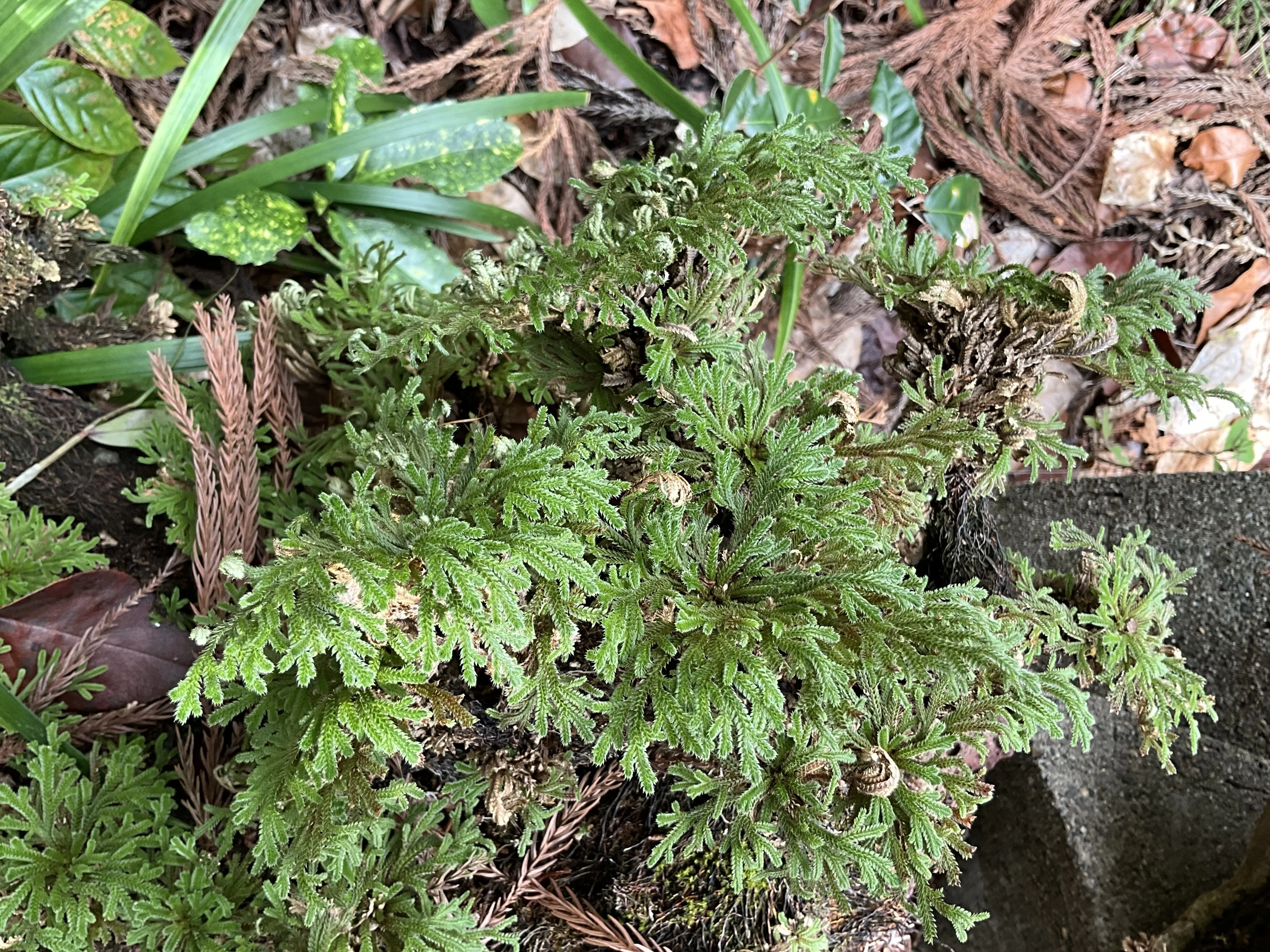 乾けば結ぶ岩上のイワヒバ（京都府立植物園）：2026年2月7日（土