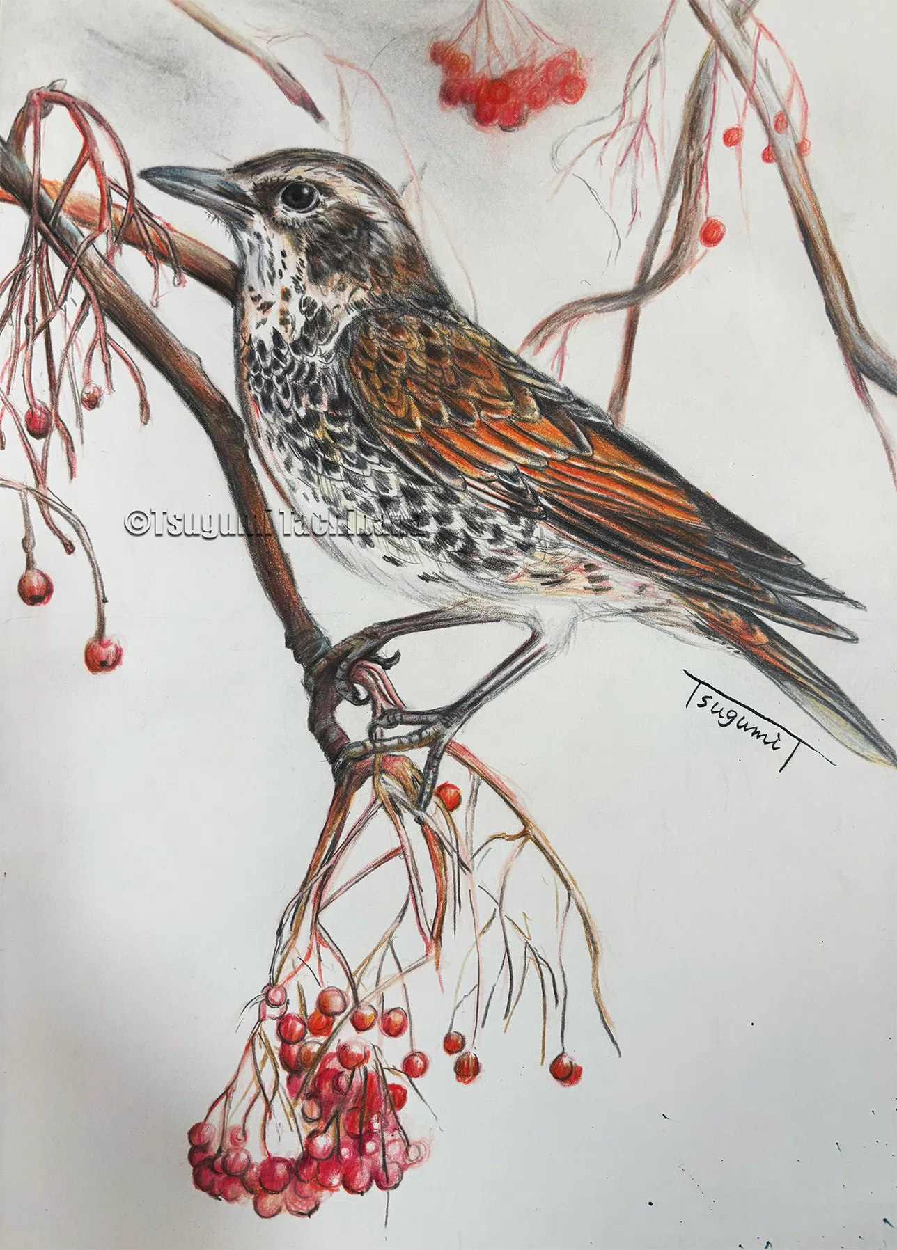 鳥の絵を載せるだけの日 31｜橘鶫TachibanaTsugumi