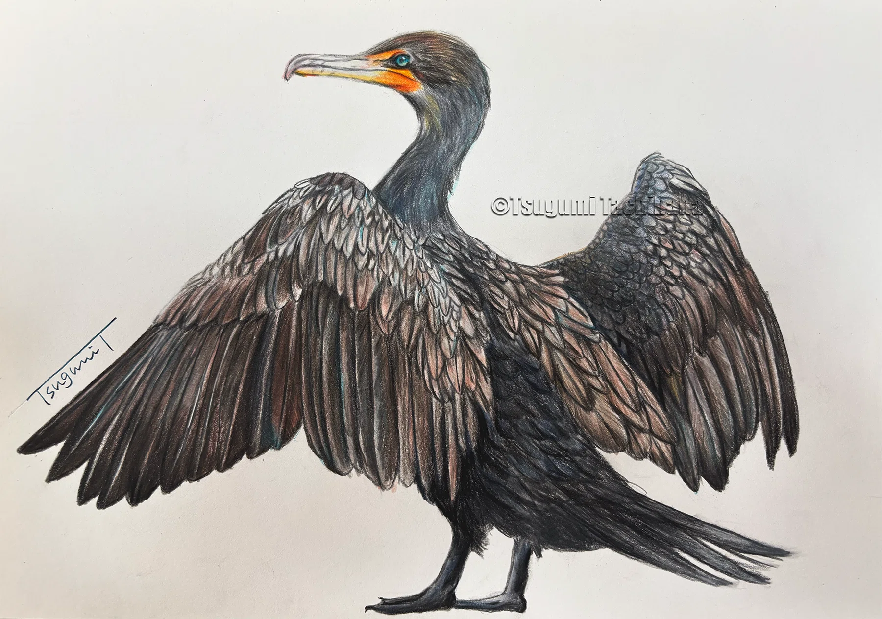 鳥の絵を載せるだけの日 31｜橘鶫TachibanaTsugumi