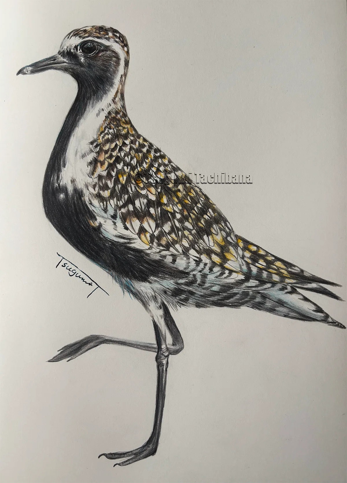 鳥の絵を載せるだけの日 31｜橘鶫TachibanaTsugumi