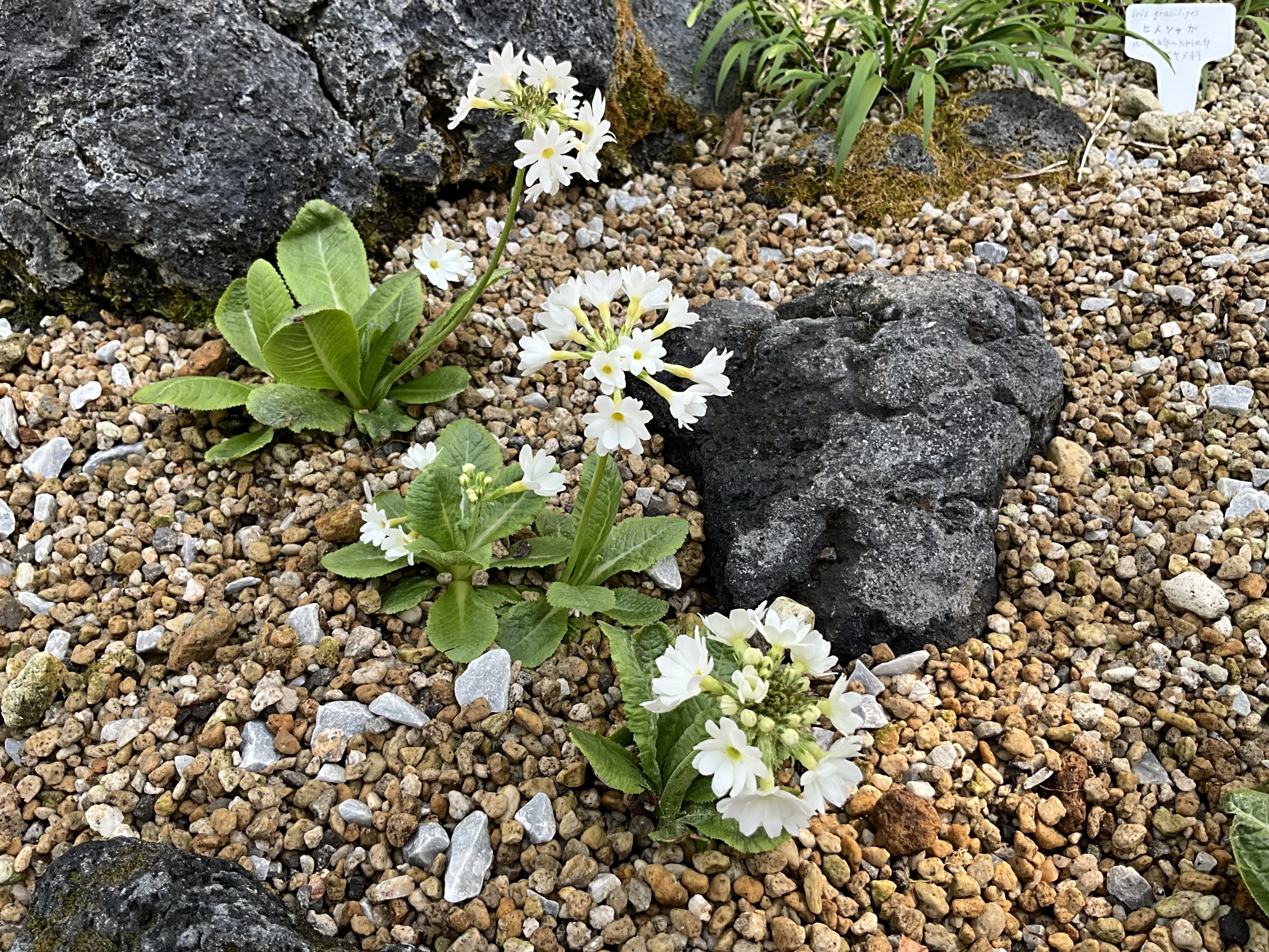 プリムラ・デンティクラタ（京都府立植物園）：2026年3月26日（木