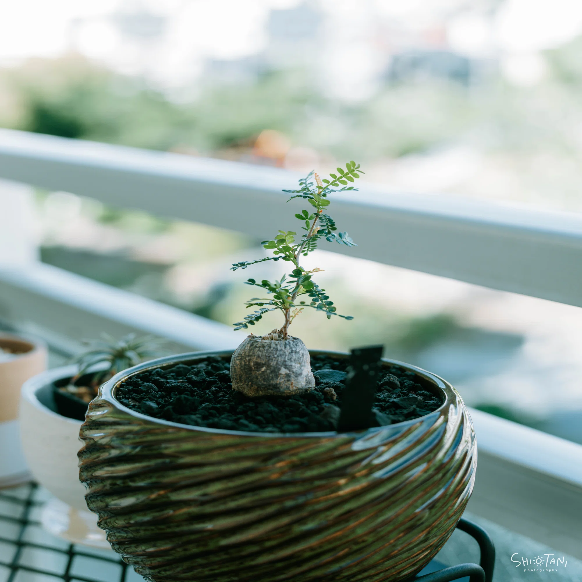 塊根植物にハマったお話 / パキプスっていいな｜takumi shiotani