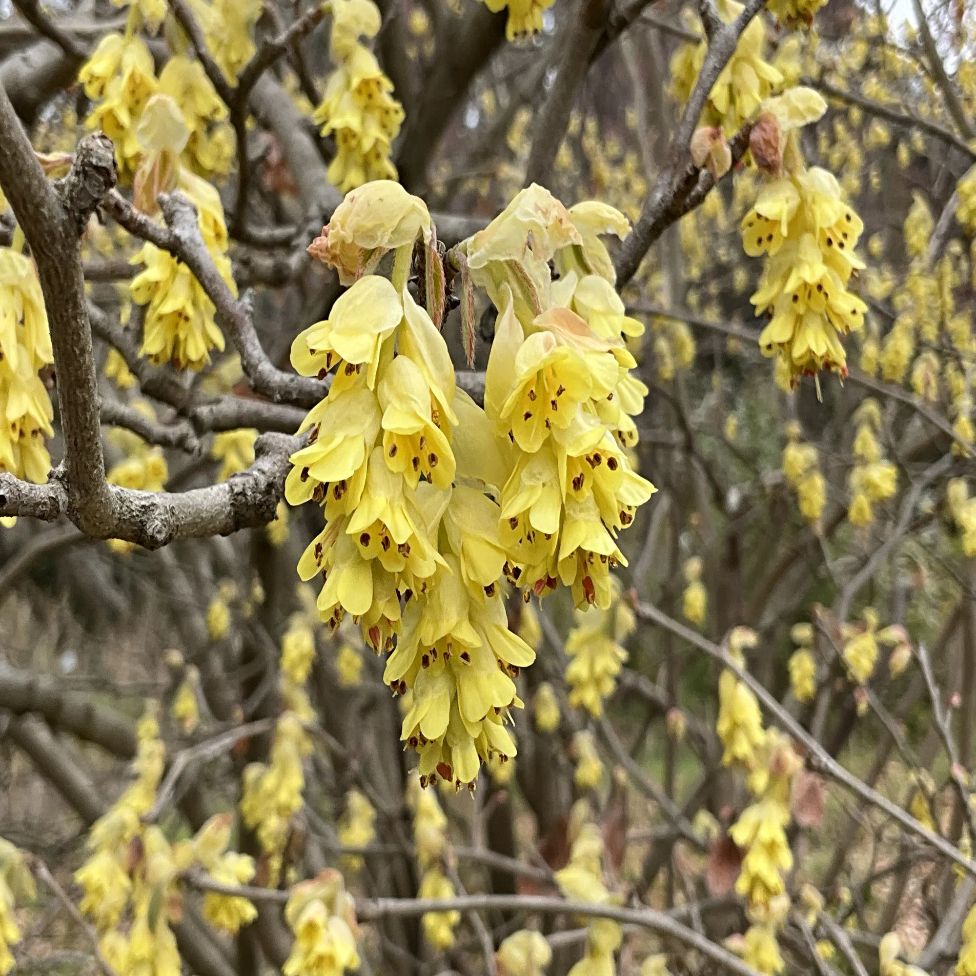 トサミズキ（京都府立植物園）：2026年3月23日（月）｜藤井秀昭 