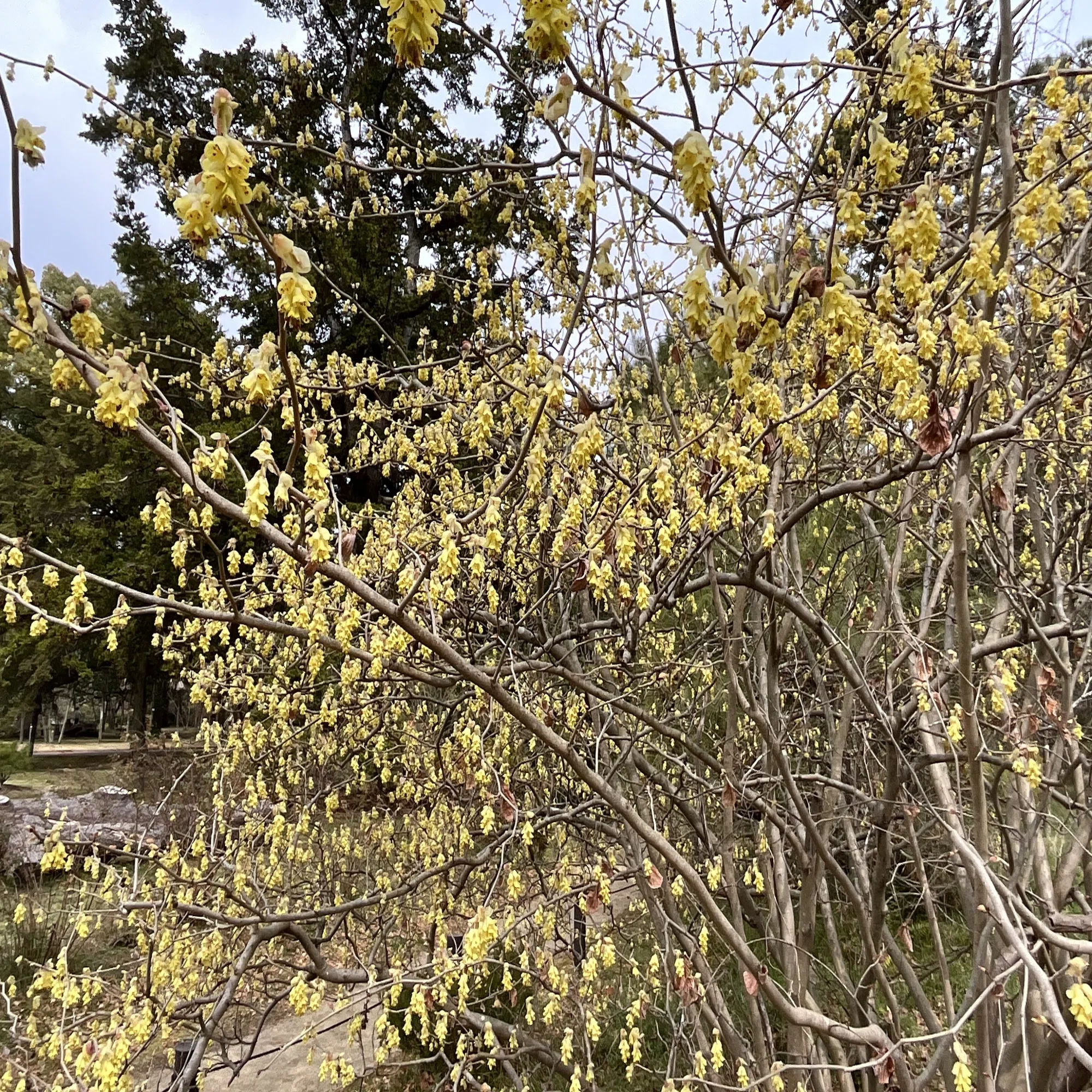 トサミズキ（京都府立植物園）：2026年3月23日（月）｜藤井秀昭 