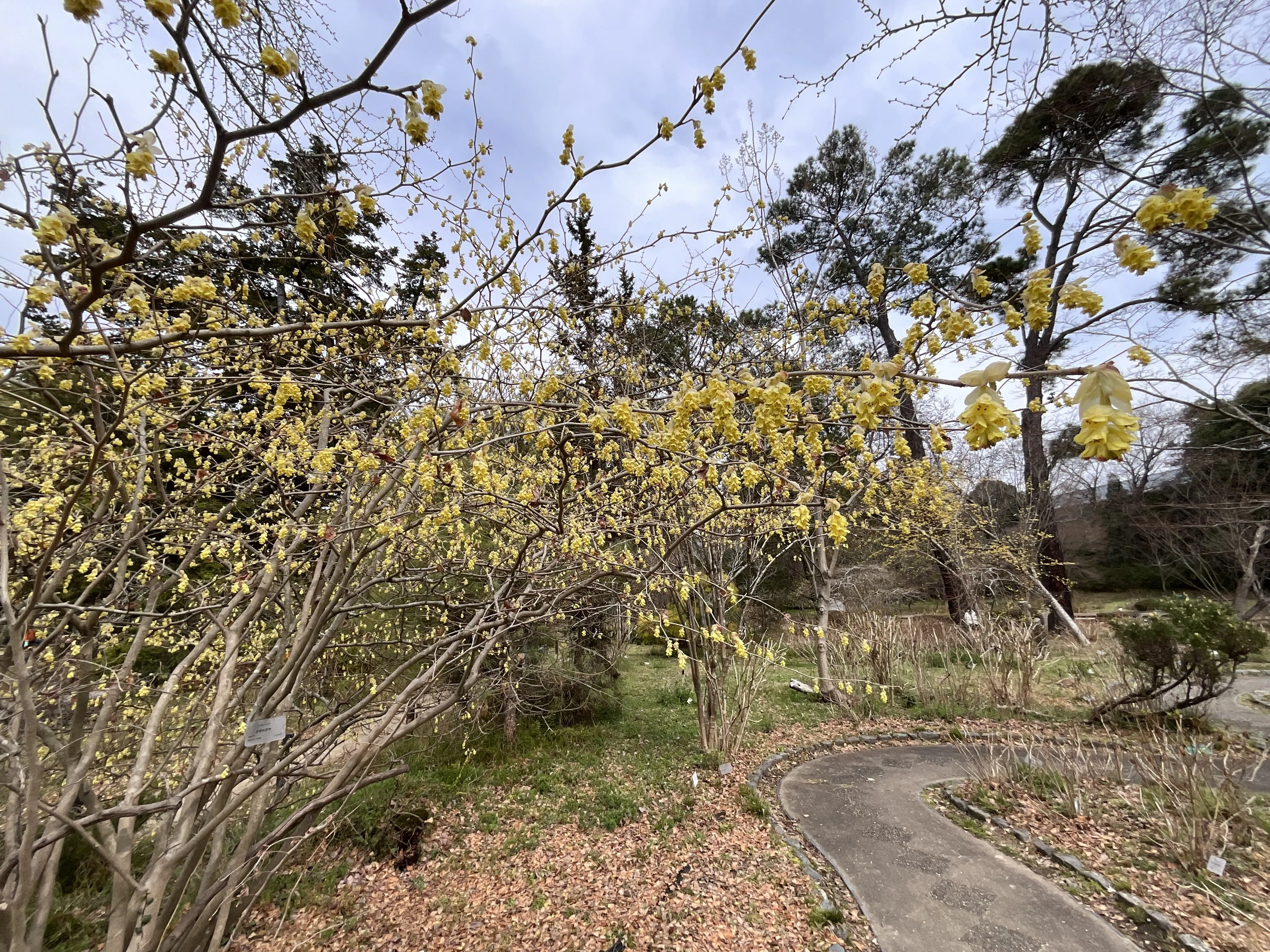 トサミズキ（京都府立植物園）：2026年3月23日（月）｜藤井秀昭