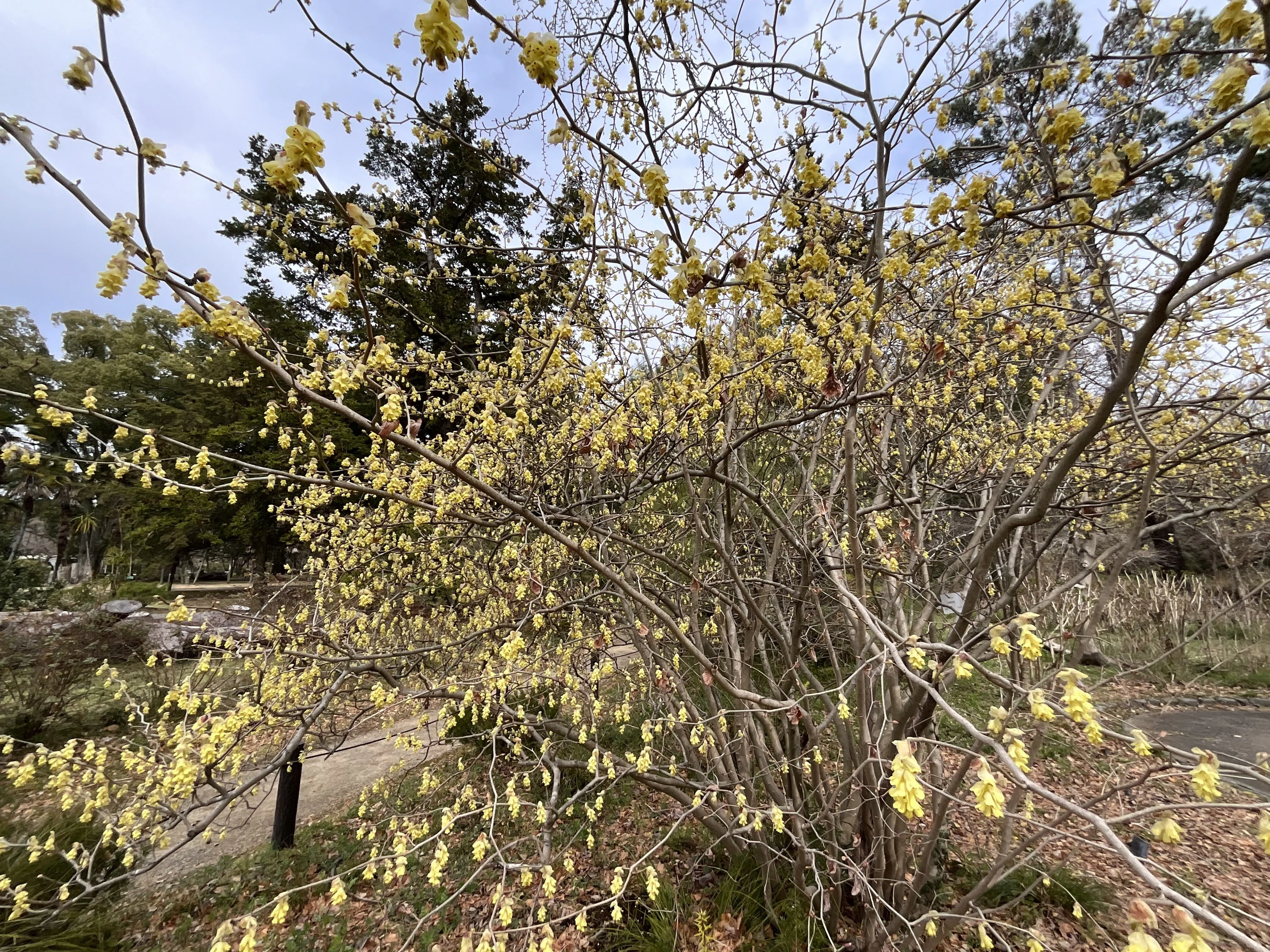 トサミズキ（京都府立植物園）：2026年3月23日（月）｜藤井秀昭