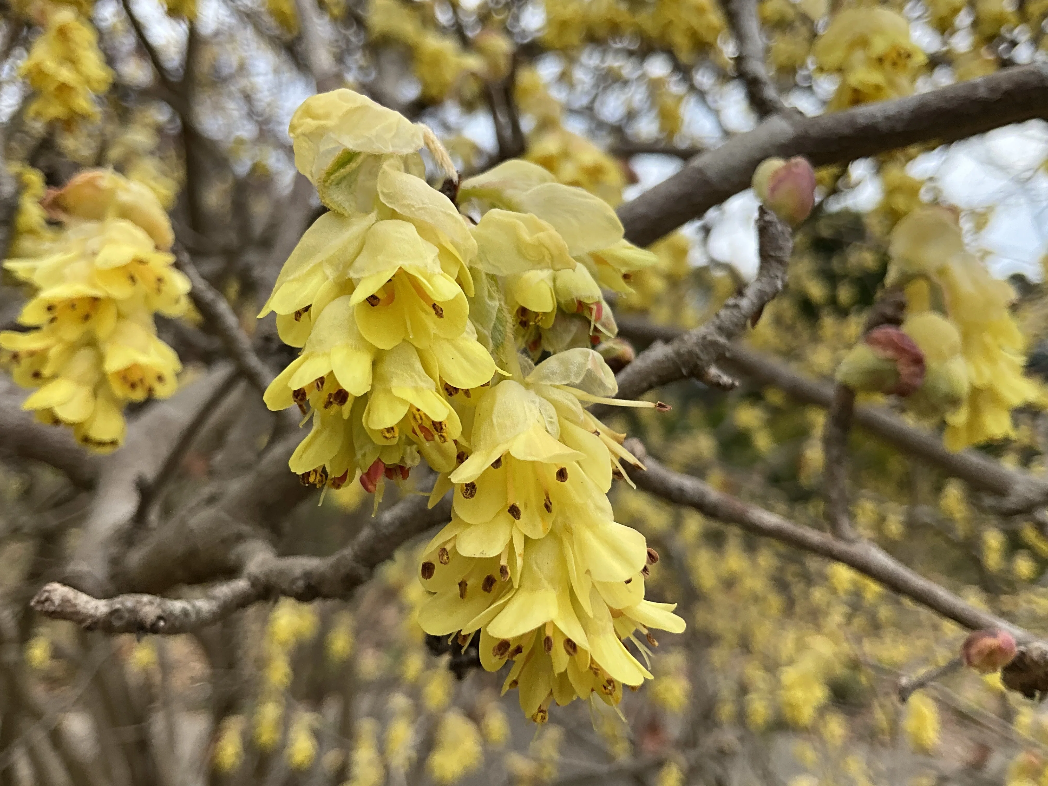 山採り　トサミズキ トサミズキ（京都府立植物園）：2026年3月23日（月）｜藤井秀昭