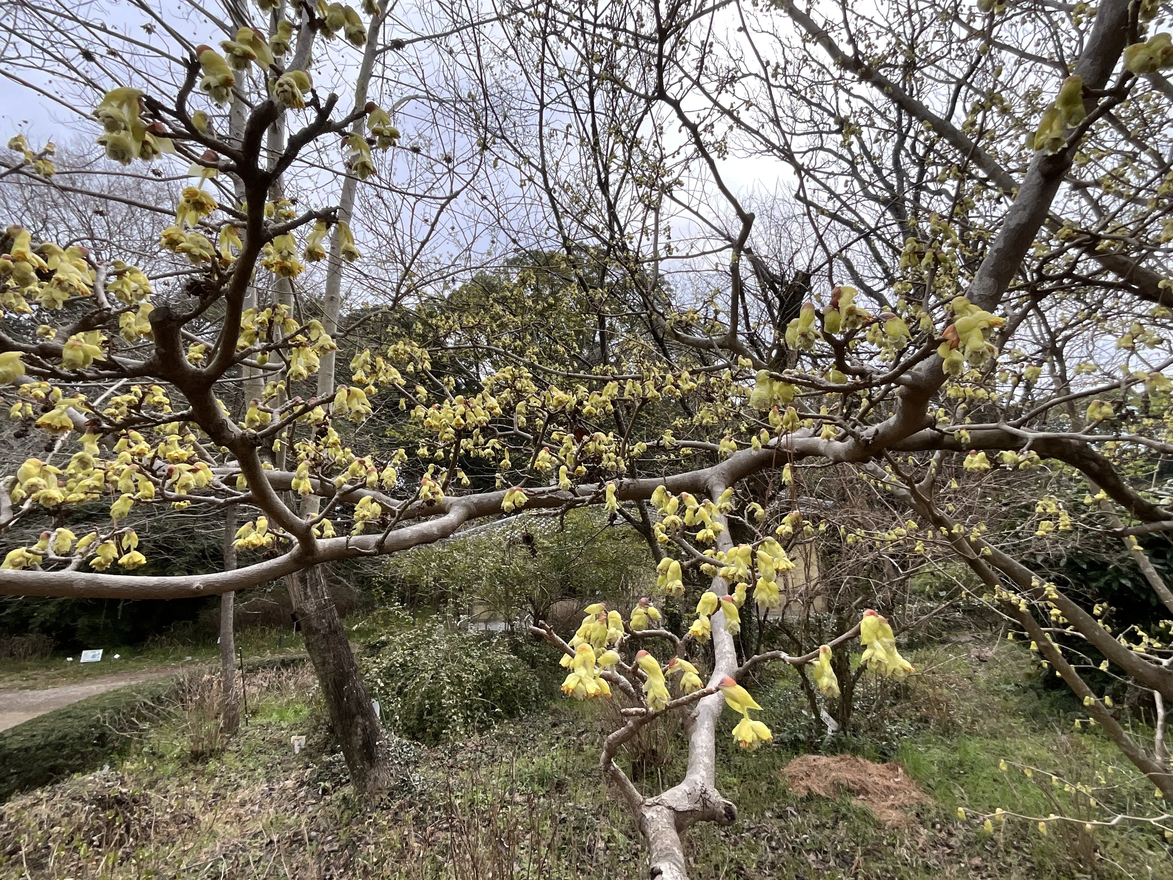 山採り　トサミズキ　特大 トサミズキ（京都府立植物園）：2026年3月23日（月）｜藤井秀昭