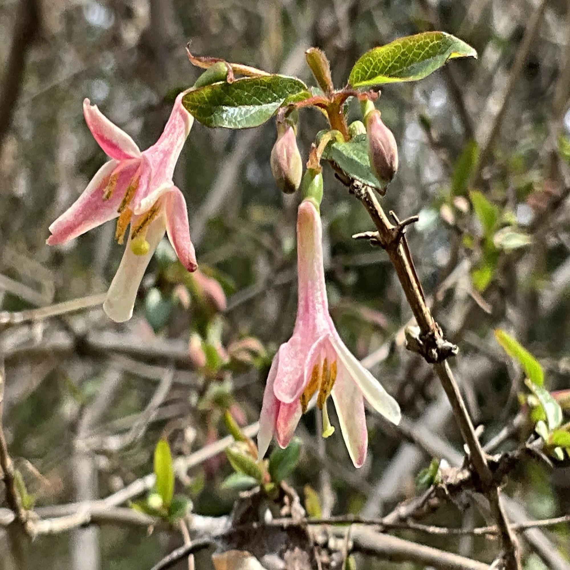 White and Pink Japanese Honeysuckle (Kyoto Botanical Gardens): Monday,  March 23, 2026
