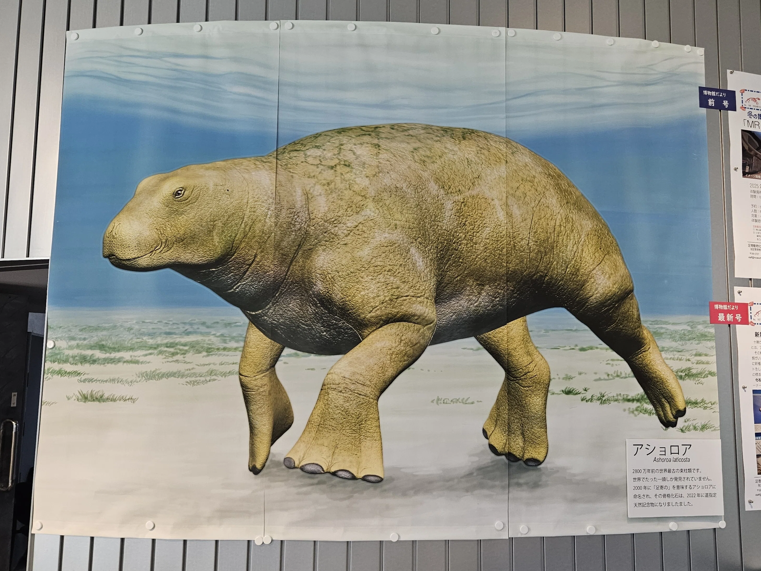 本 北海道動物記 : 生態観察の写真と記録