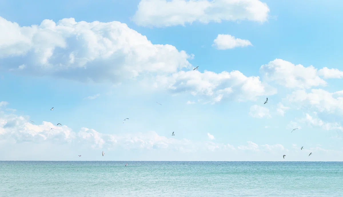 海鳥の群れが青空を舞っている画像