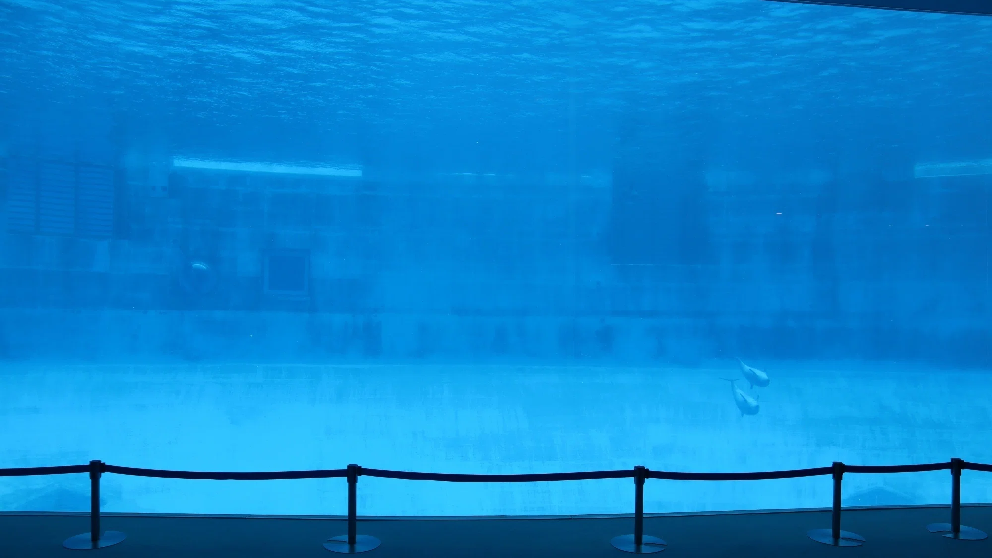 水族館の「裏側」を楽しむ vol.4｜水槽の”ガラス”を見る｜伊藤拓也