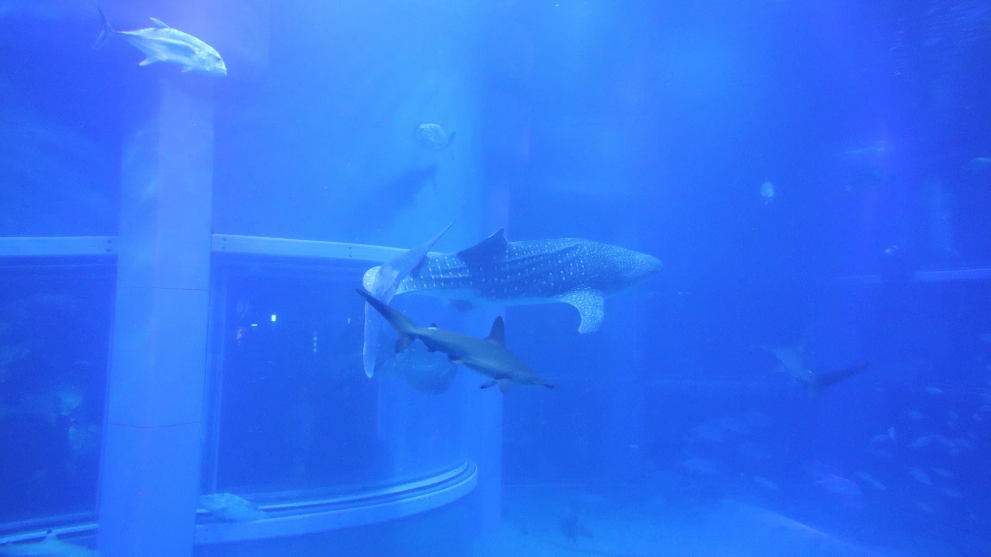 水族館で魚を見ずに「ガラス」を見てみたら、水槽のすごさがわかった話