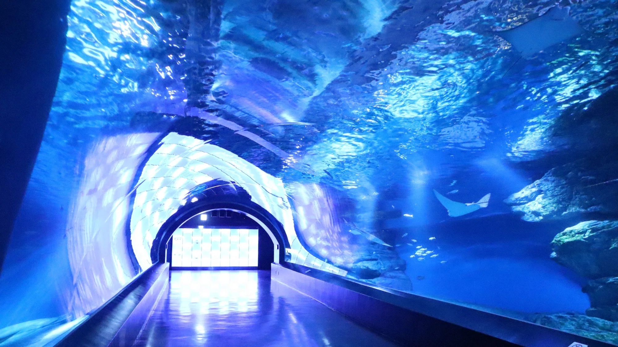 水族館の「裏側」を楽しむ vol.4｜水槽の”ガラス”を見る｜伊藤拓也