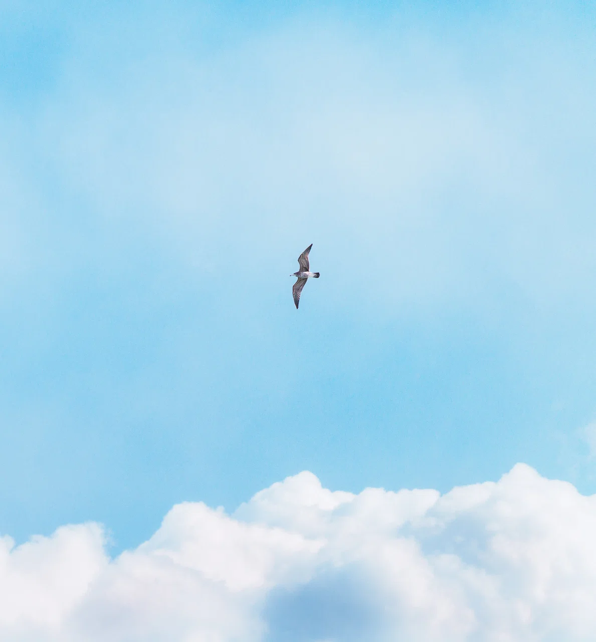 １羽の海鳥が青空を舞っている画像