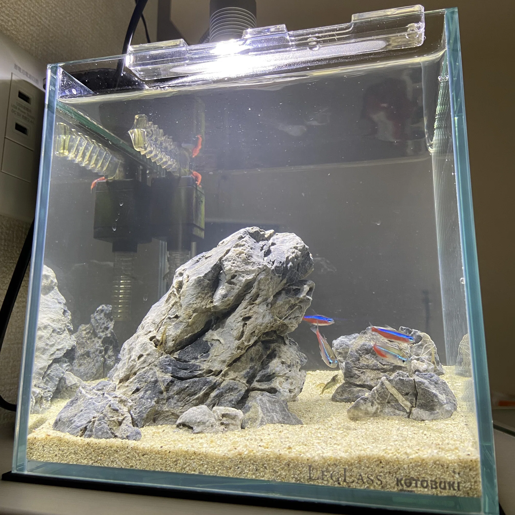 アクアリウム】小型水槽は濾過フィルターにこだわるべし｜たけのこ 