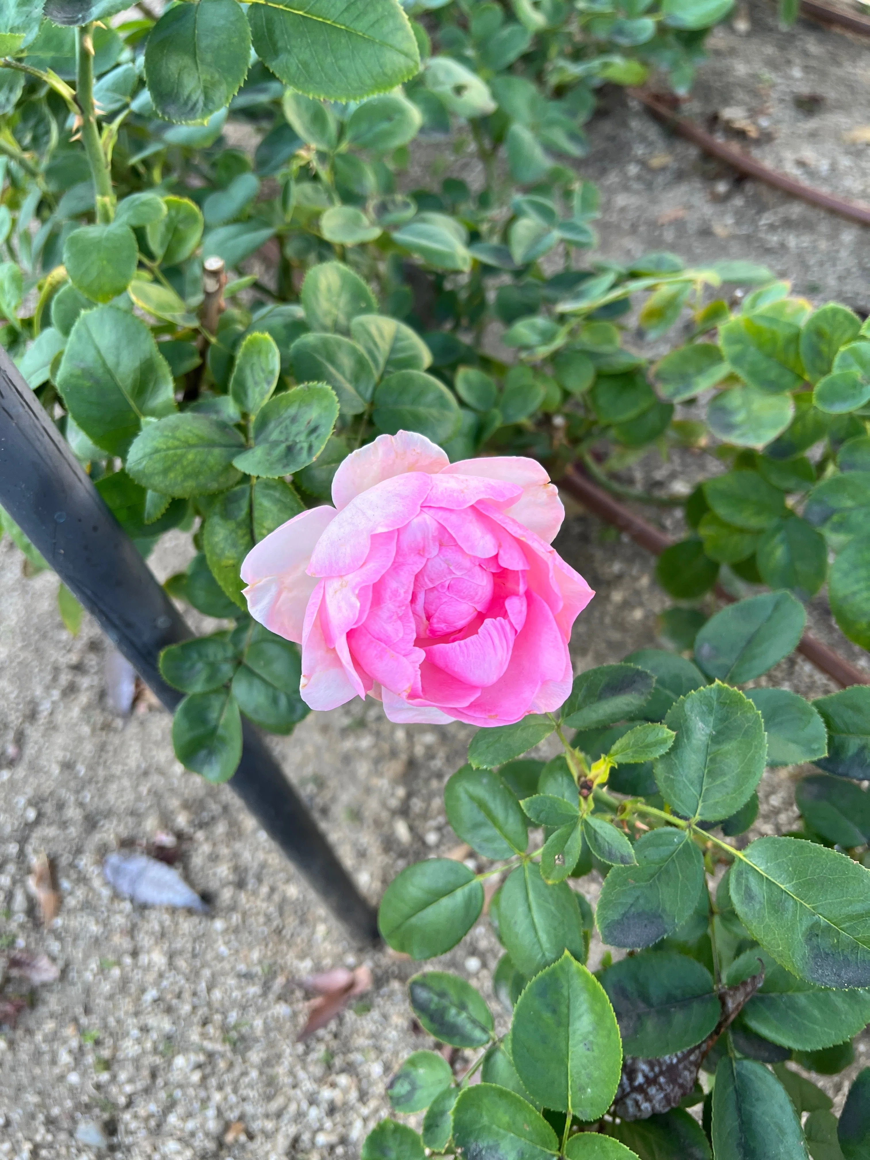 🇩🇪ヒストリー（History） 🌹中之島バラ園｜ぱぽにゃん🌹🌳