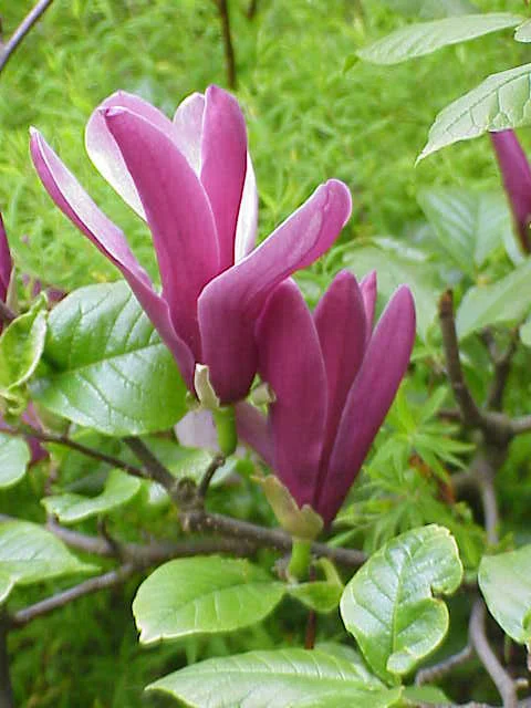 3月21日の誕生花💐|篤也響究拓光/トクナリヒビキタクミ