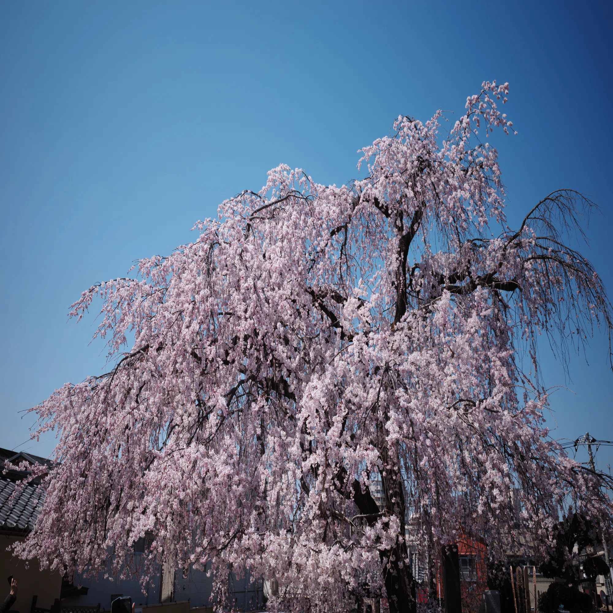 舞妓さんと枝垂れ桜 おはようございます😊 こちらでは桜🌸が散り始めてきました 先週末に某