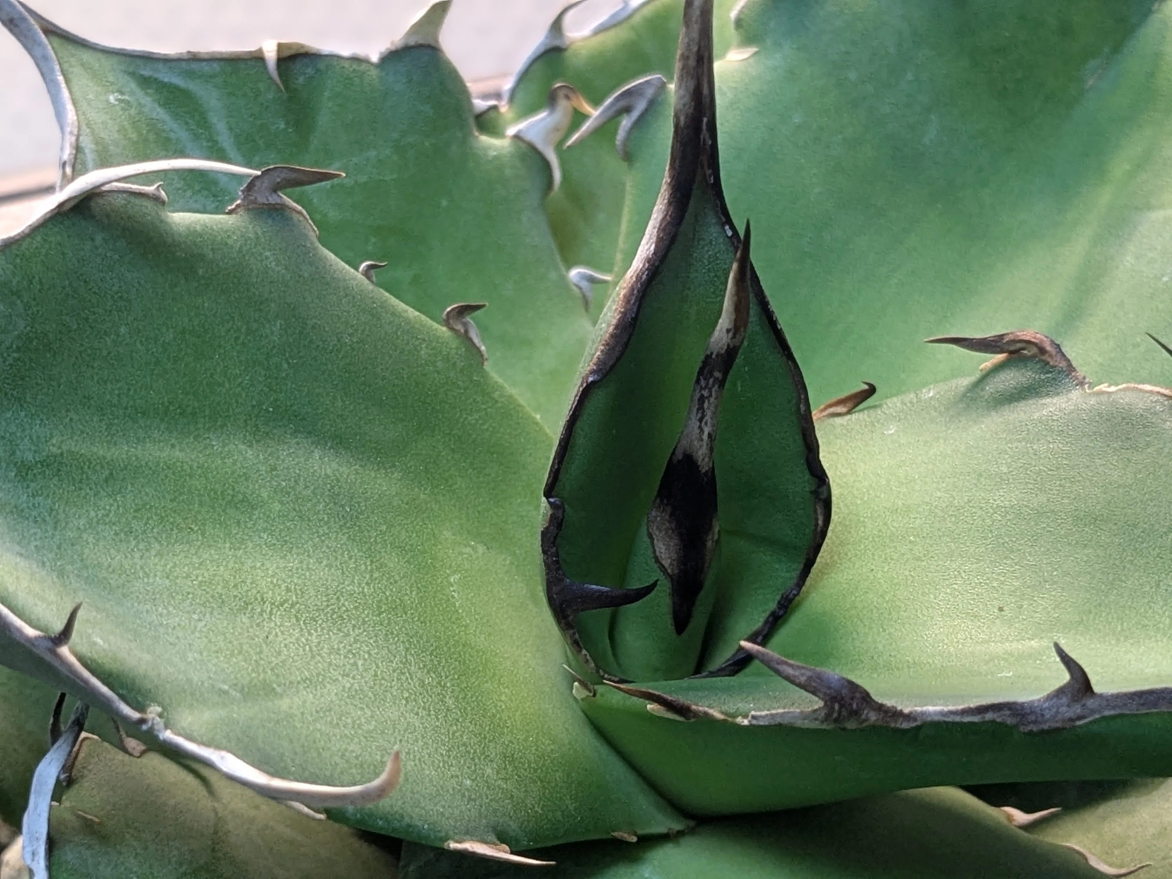 アガベ　ハデス　特殊個体　冥王ハデス　SS級選抜株　超ロングスパイン　オアハカ アガベ ハデス（Agave titanota “Hades”）品種紹介 | NR Plants
