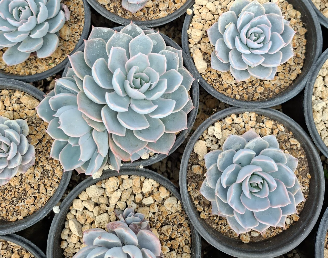 多肉植物 エケベリア ＊ メキシコ野生ラゾヤ｜ぼたねこかふぇ 保存版