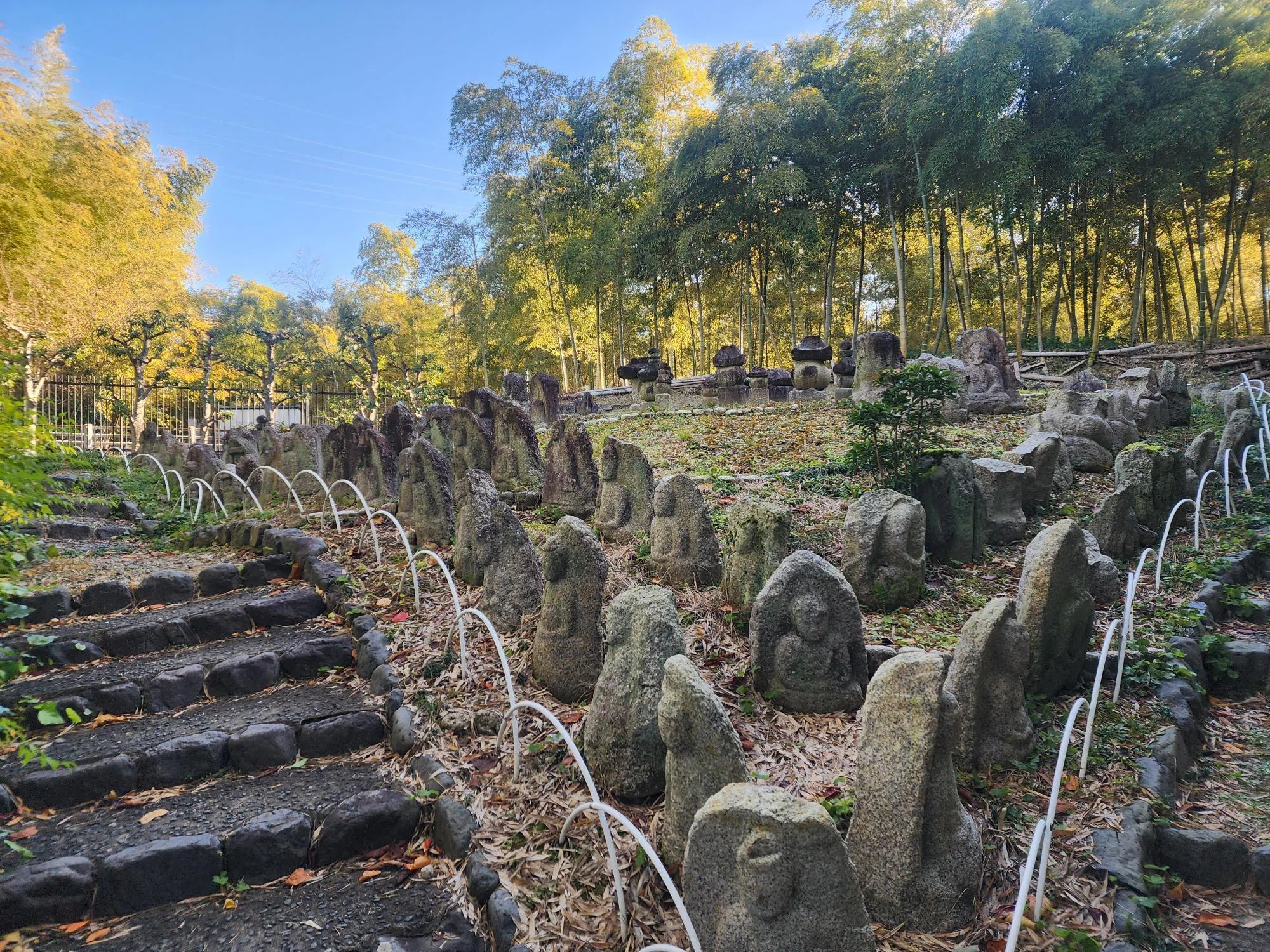 京都 竹林 公園